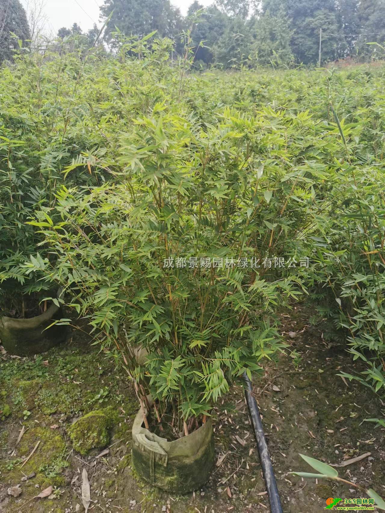 Pl1-1.5׸ߗP񡢗PlĴؑc