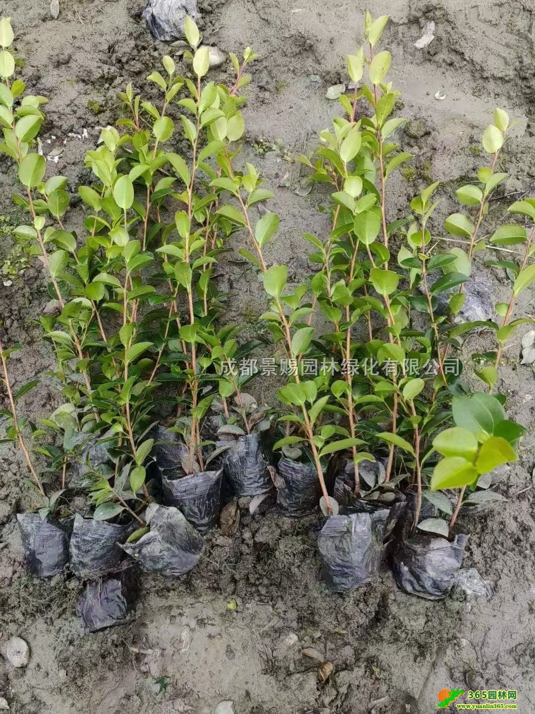 30-40߲÷С硢12÷硢÷硢÷