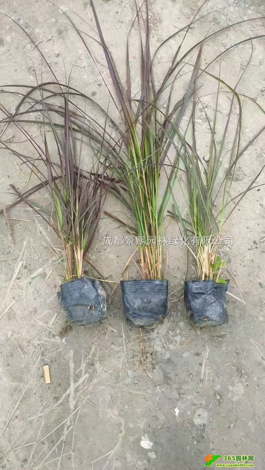 ~βС󱭡30-50~ββ