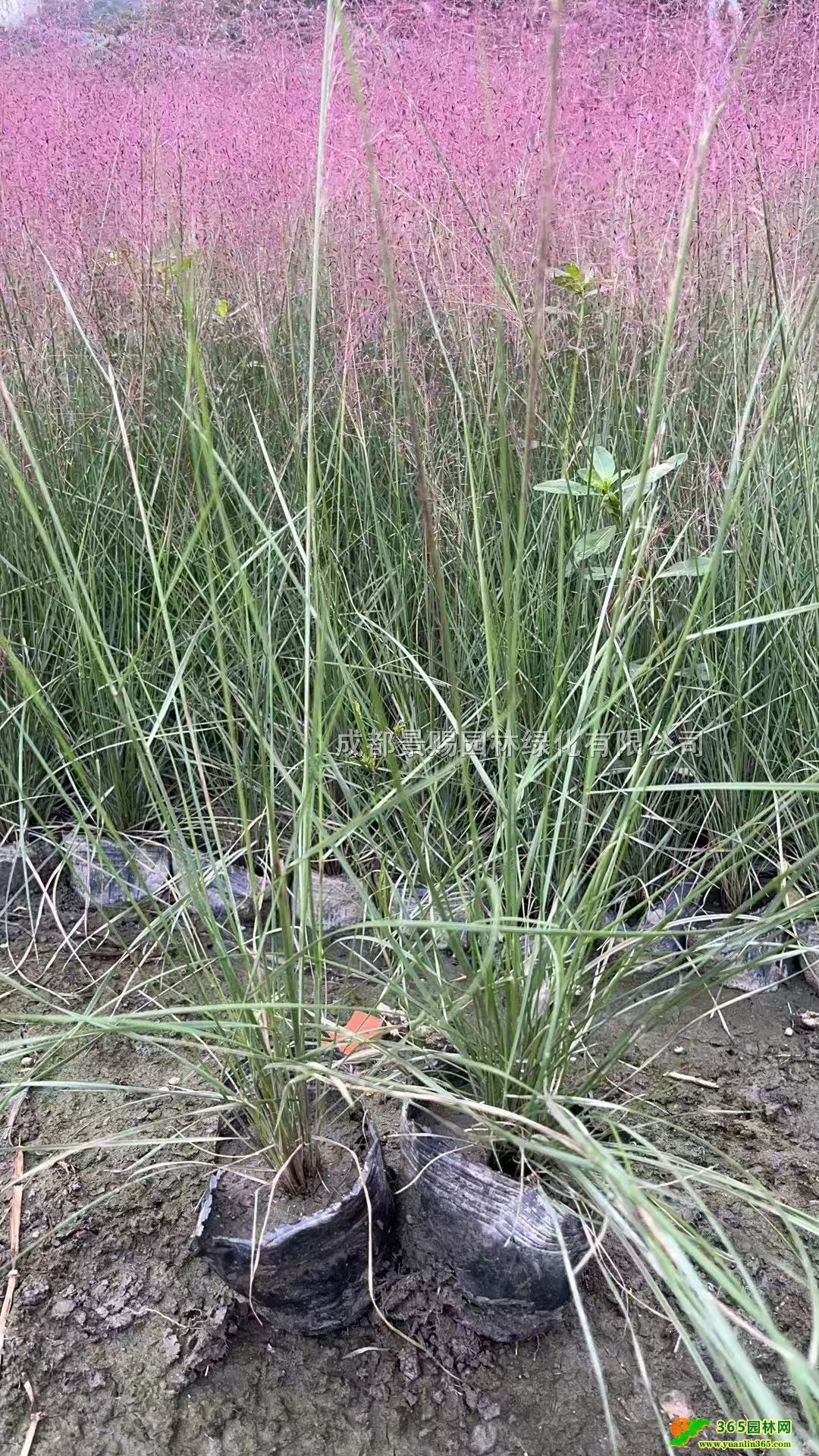 50߷yӲݱ硢15yӲݻءyӲС