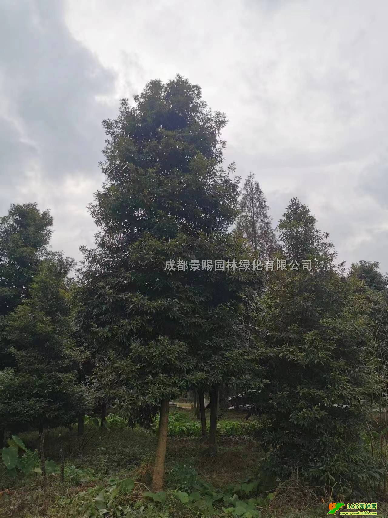 ؑcFĴС~E骻ء12-15-25С~E