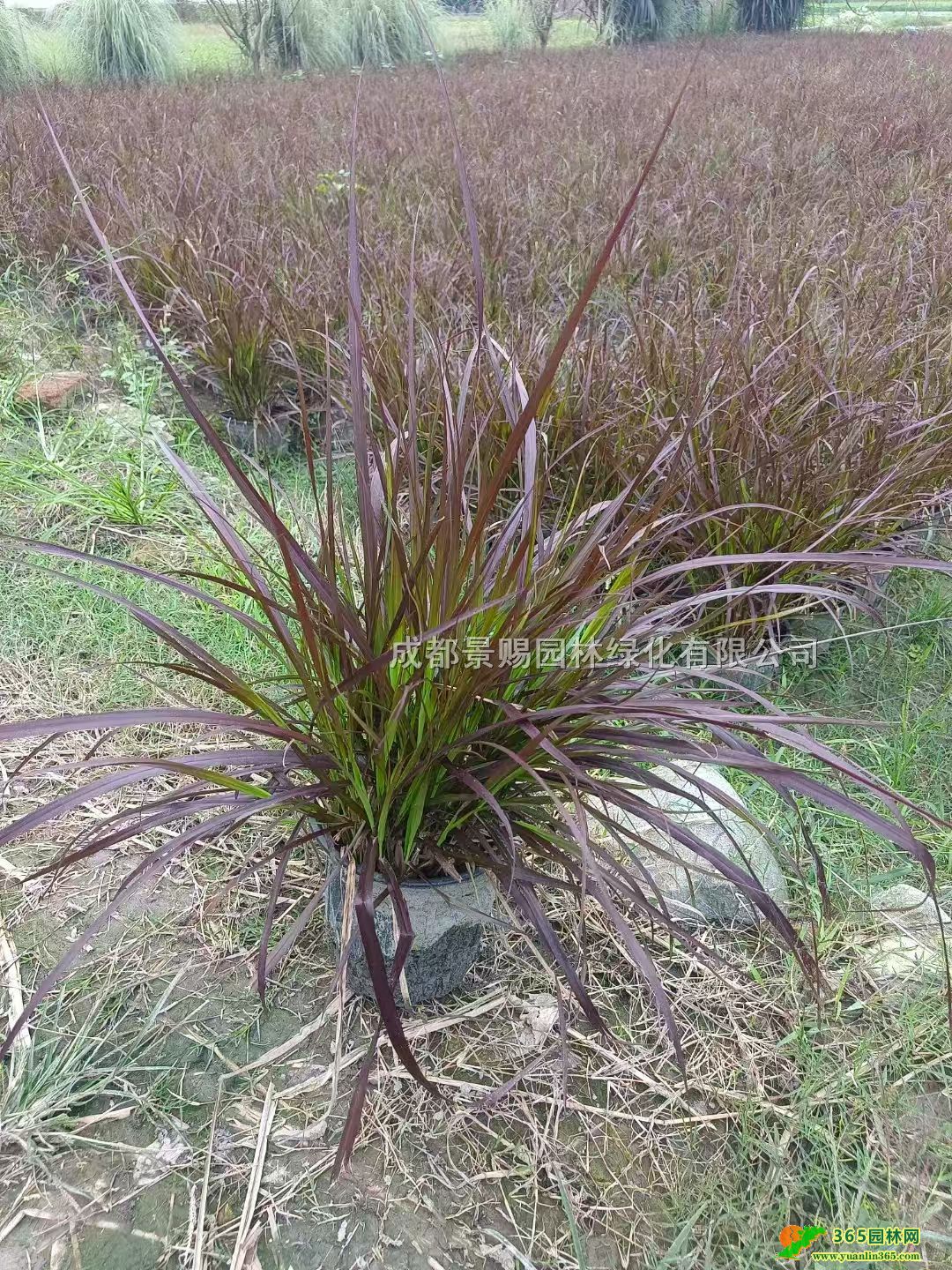 ~βݼӁ~βݱβݹ