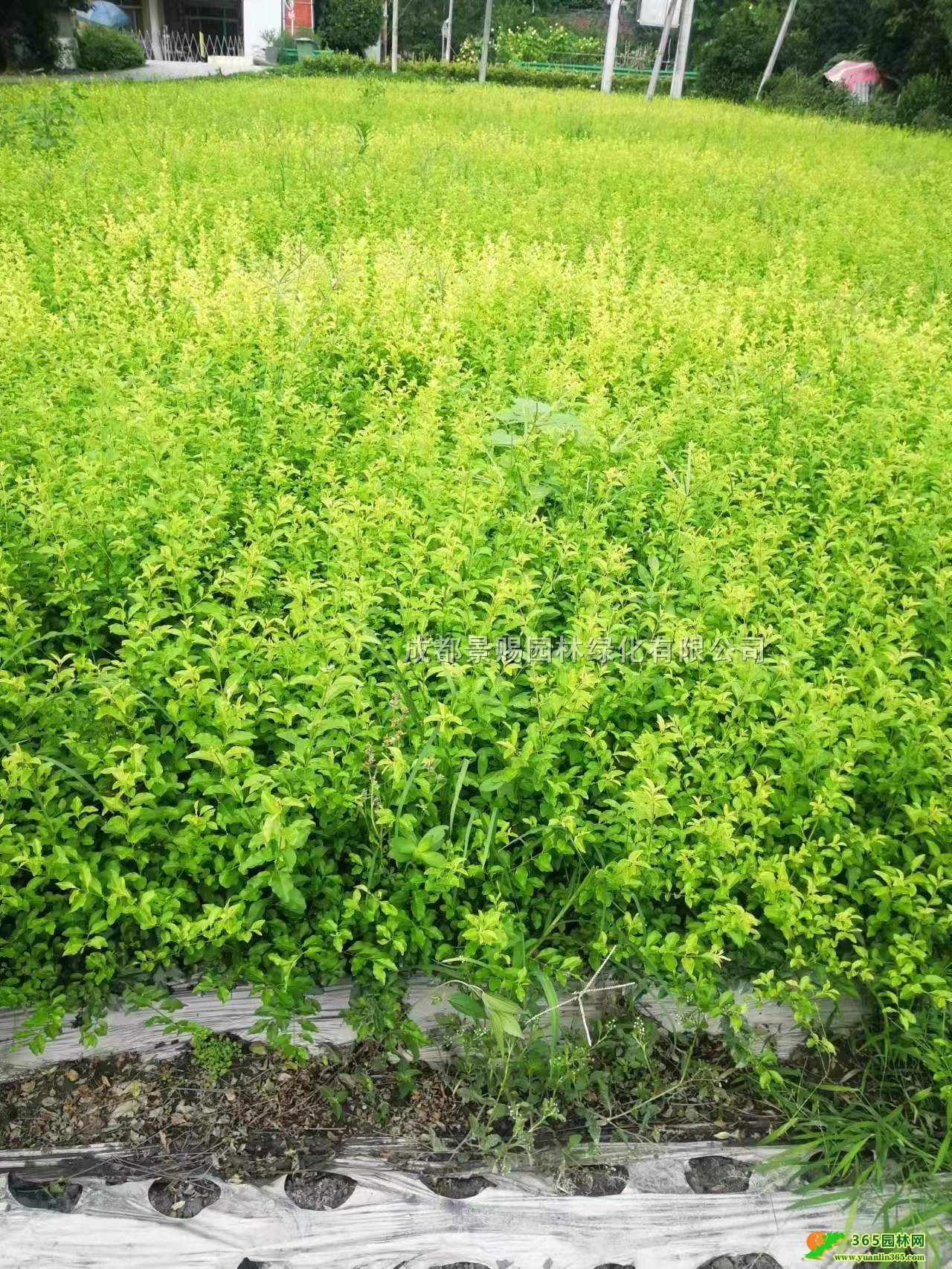 Ůؑl40-5016ŮؑŮؑ󱭃r