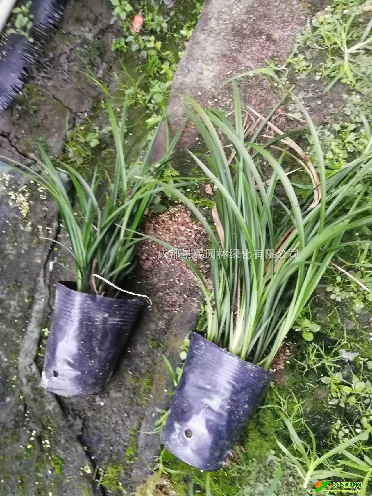 ml(f)mr(ji)񡢴ml(f)l(f)mءĴm