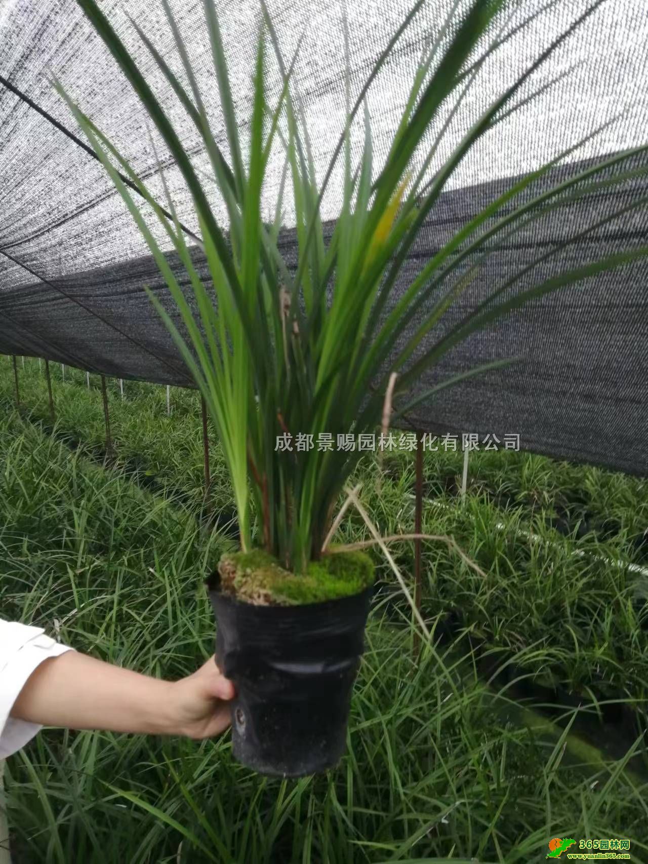 ؑcmءl(f)ĴmmĴɶmݻ