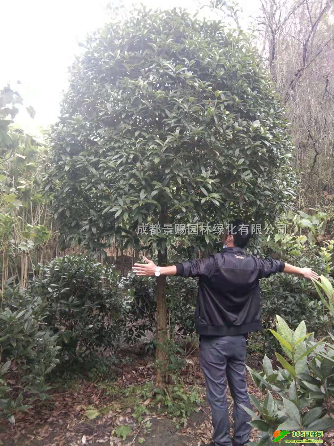 10ֹl15-22ֹ𻨴lĴ