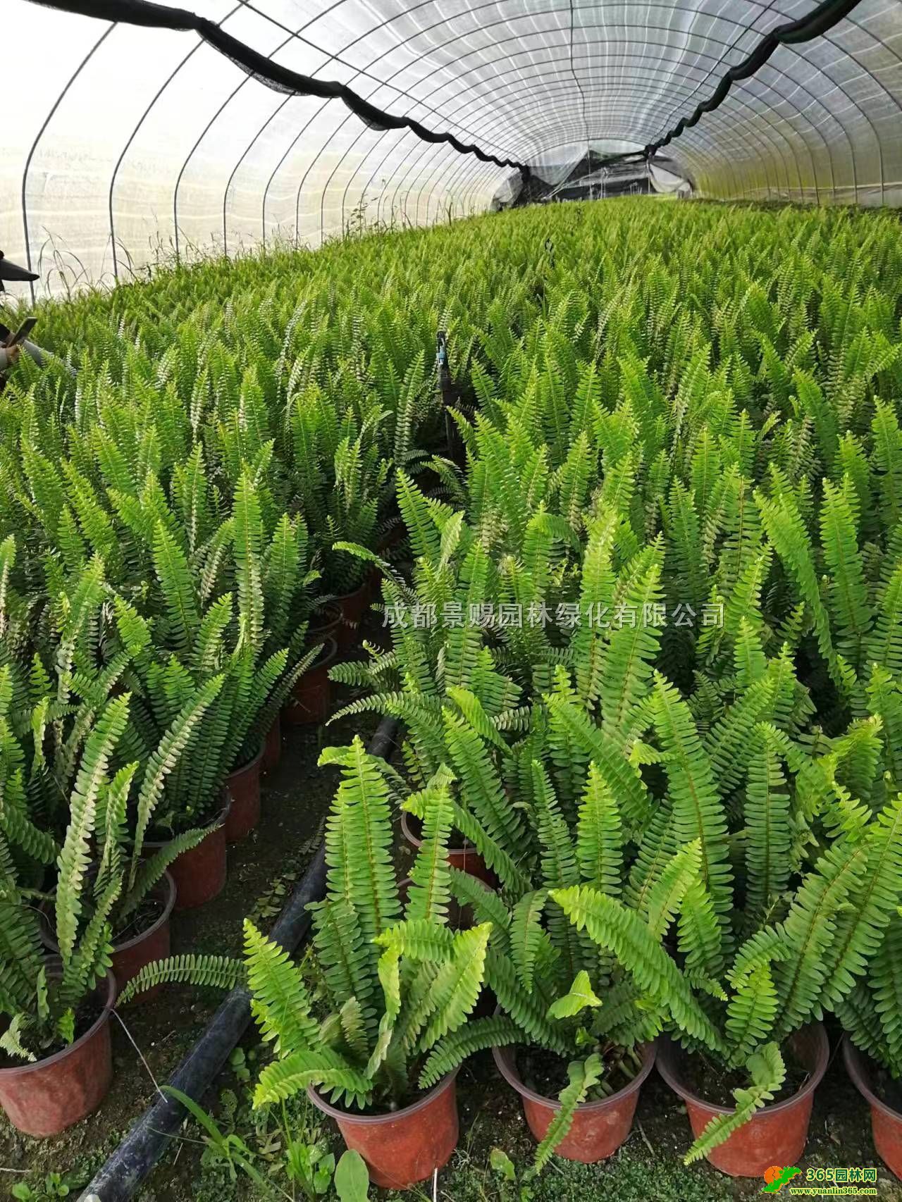 V|ؑcĴIާءl30-40Iާ͵