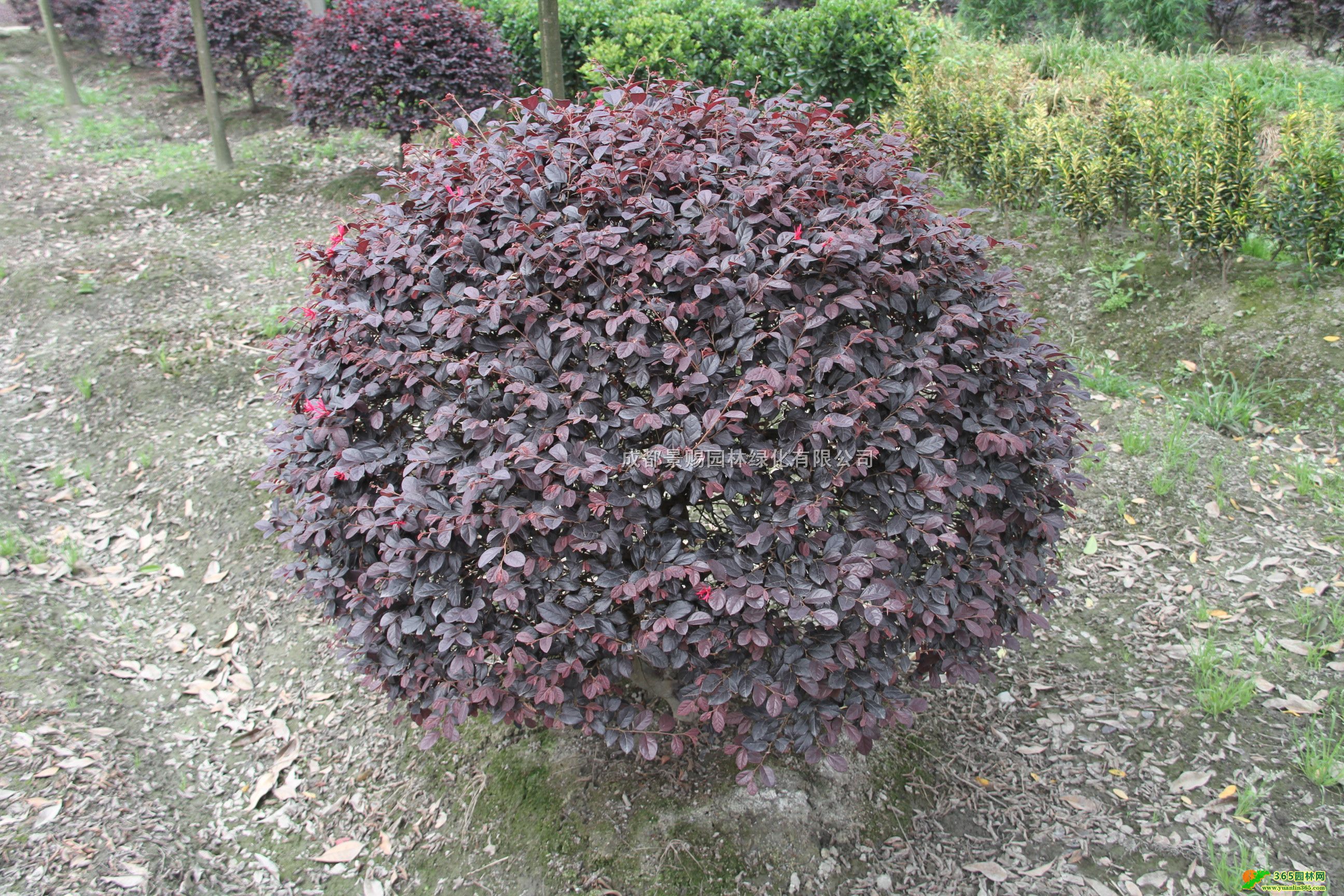 1-1.3׹ڼt^ľl1.2-1.5׼t^ľl