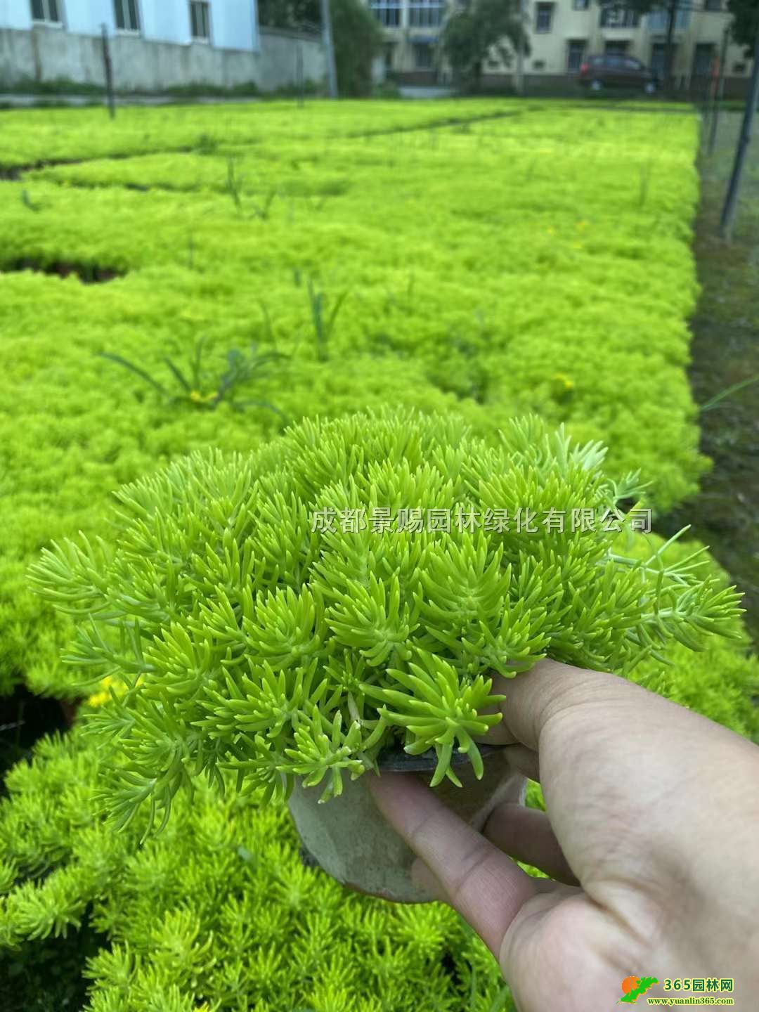 ײݻءlpɫײݡؑcĴײݻ