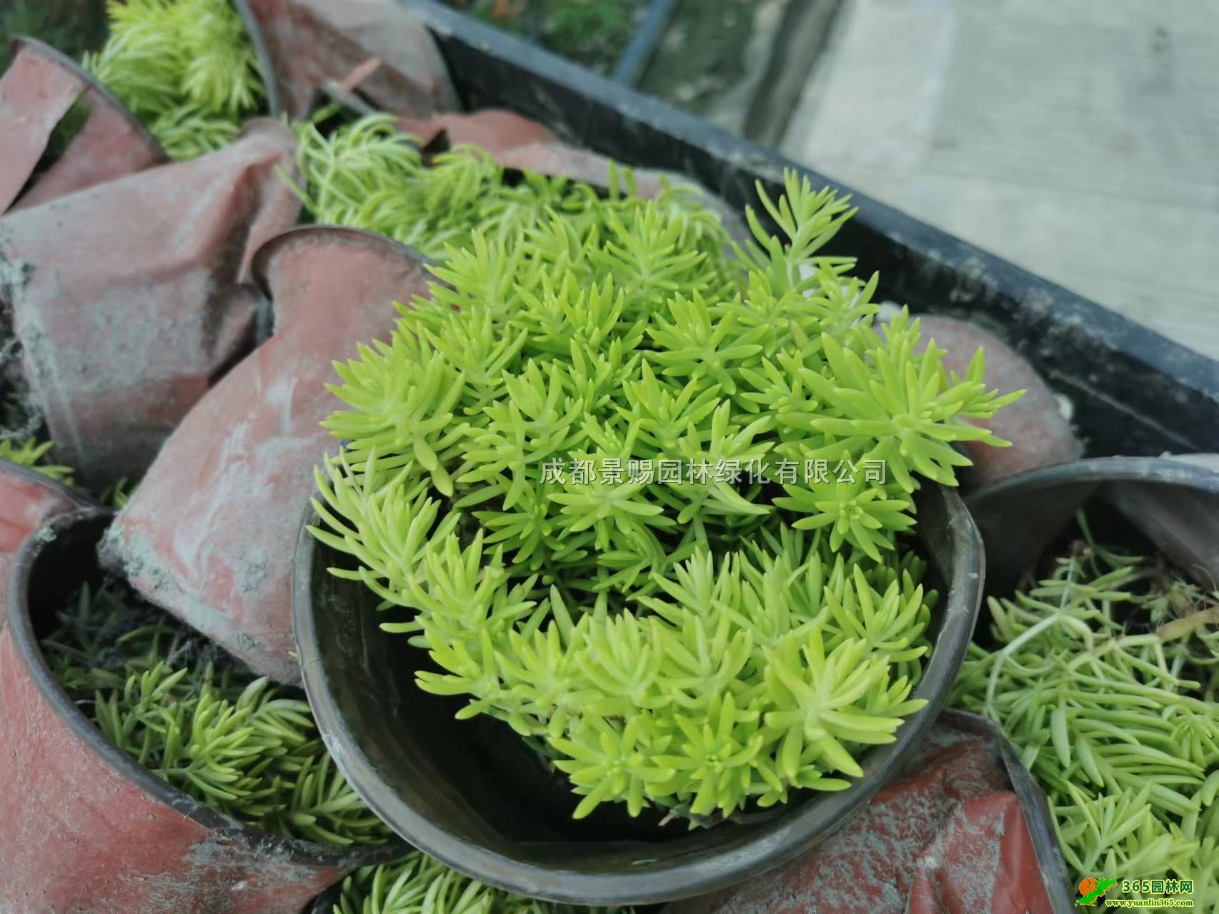 ײl(f)Ĵɶײݻl(f)󱭷ײ