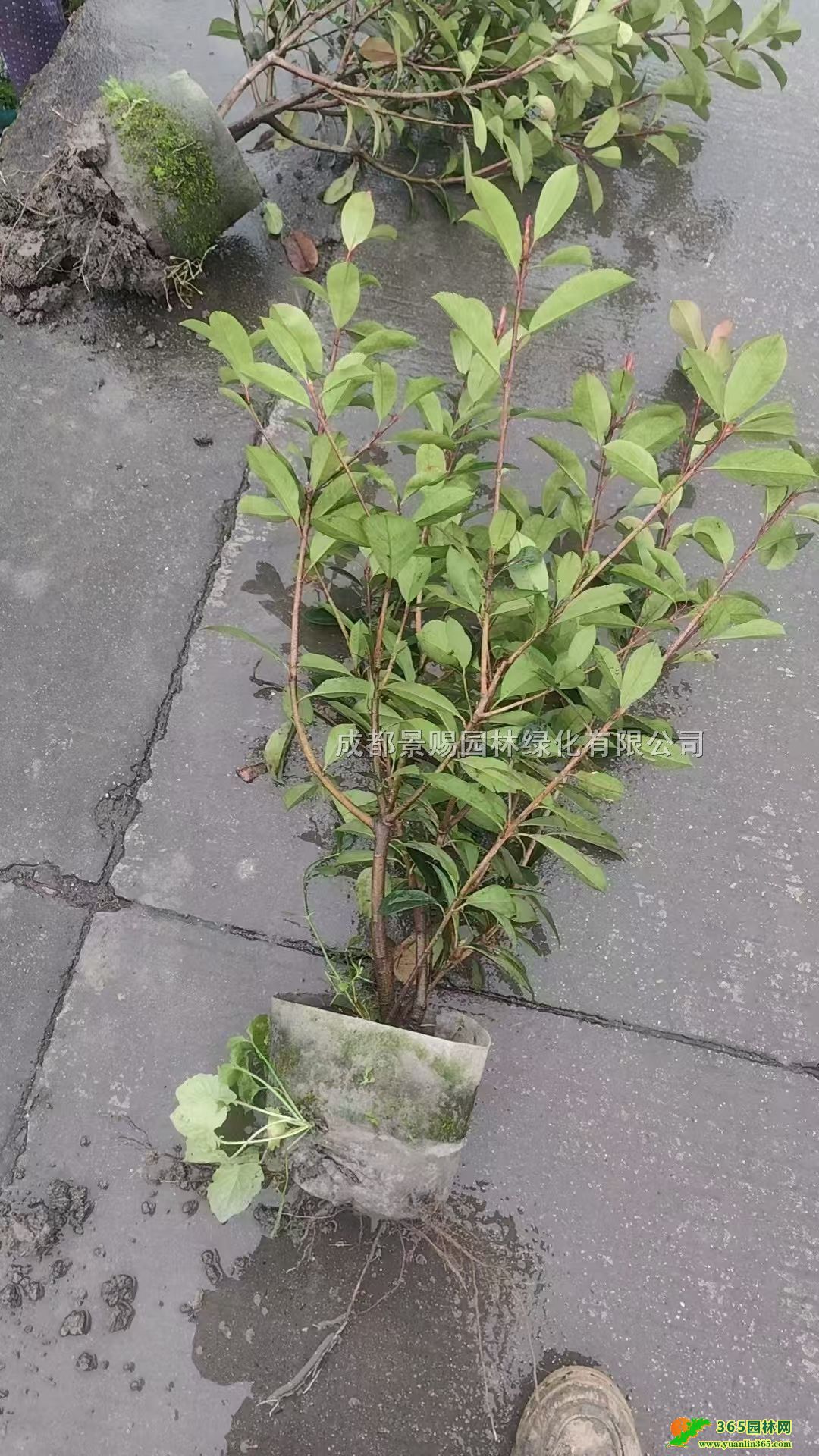 70߼t~ʯ骴硢t~ʯ骱ءt~ʯlr