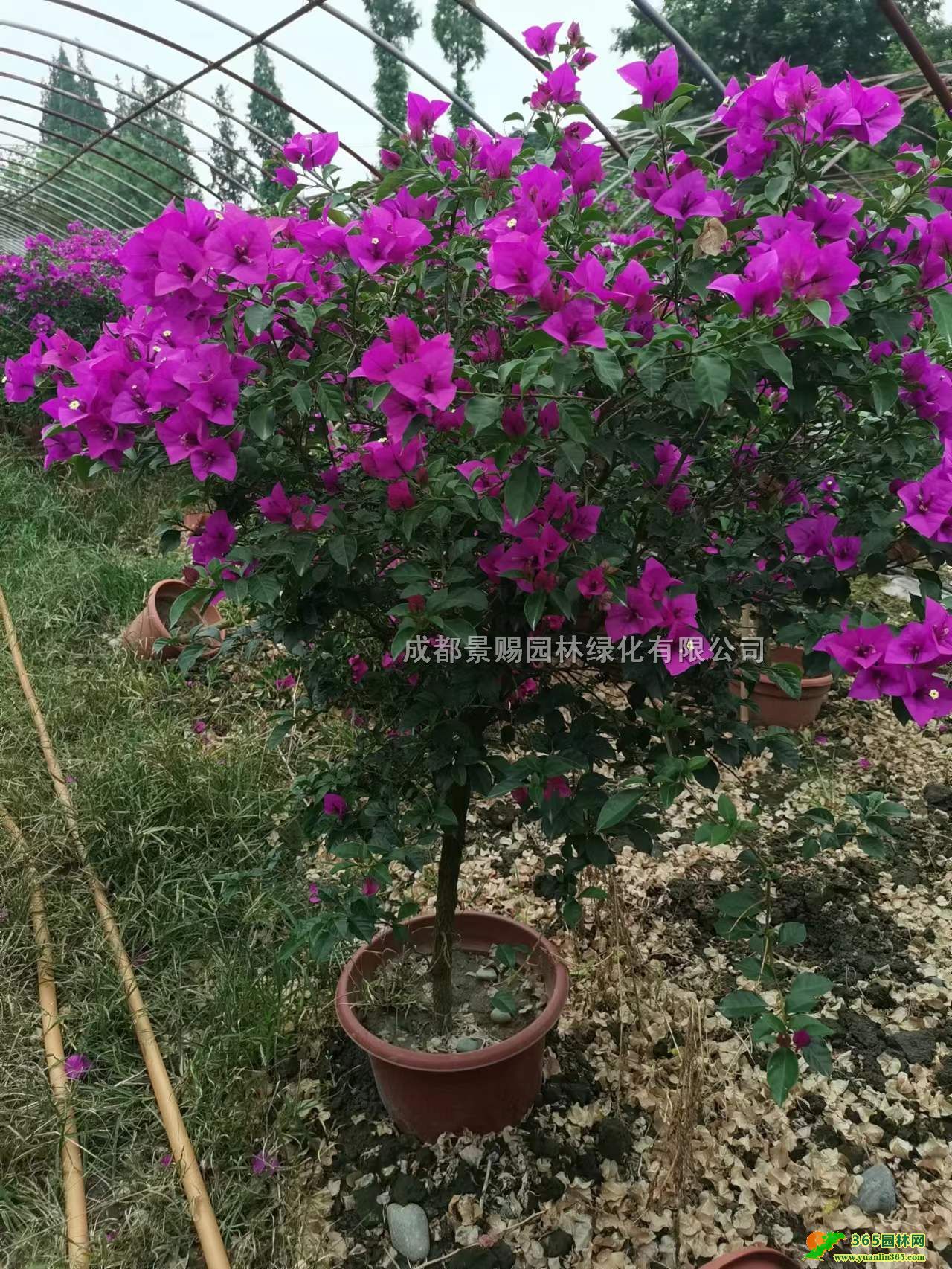 50-80÷ء3-4׸÷l(f)÷