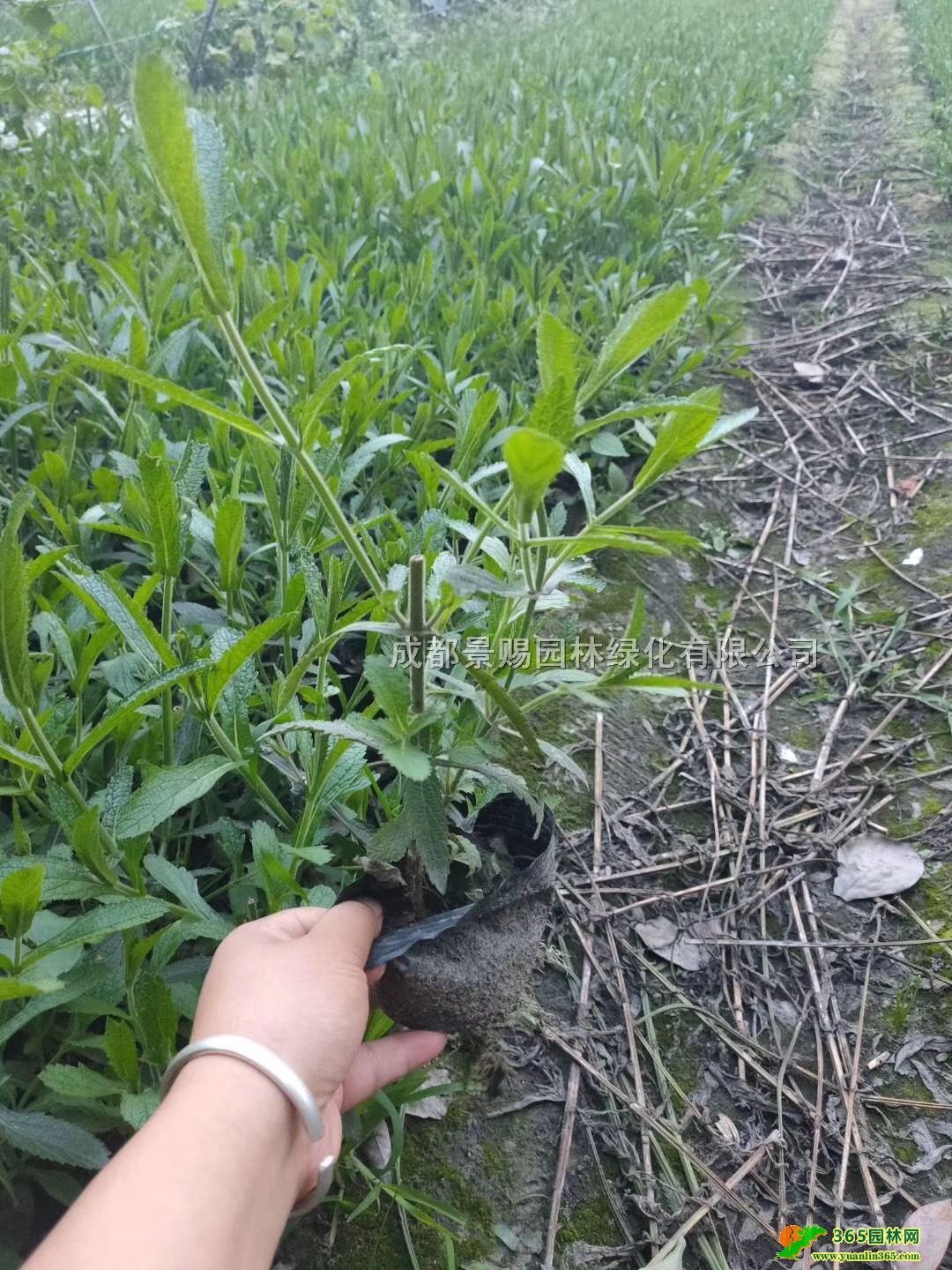 Ĵɶ~R޲ݻءl30-40ߴС~R޲