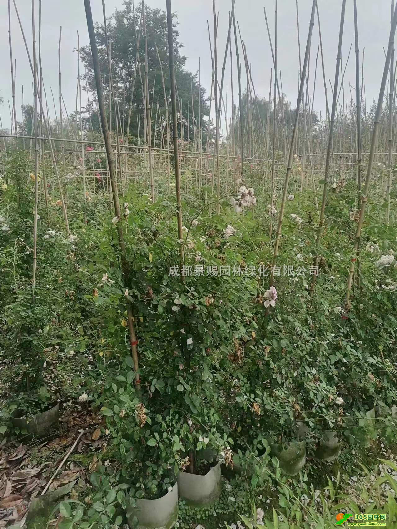 ٱW¹硢ٱWlء1-3׸ٱ¼r