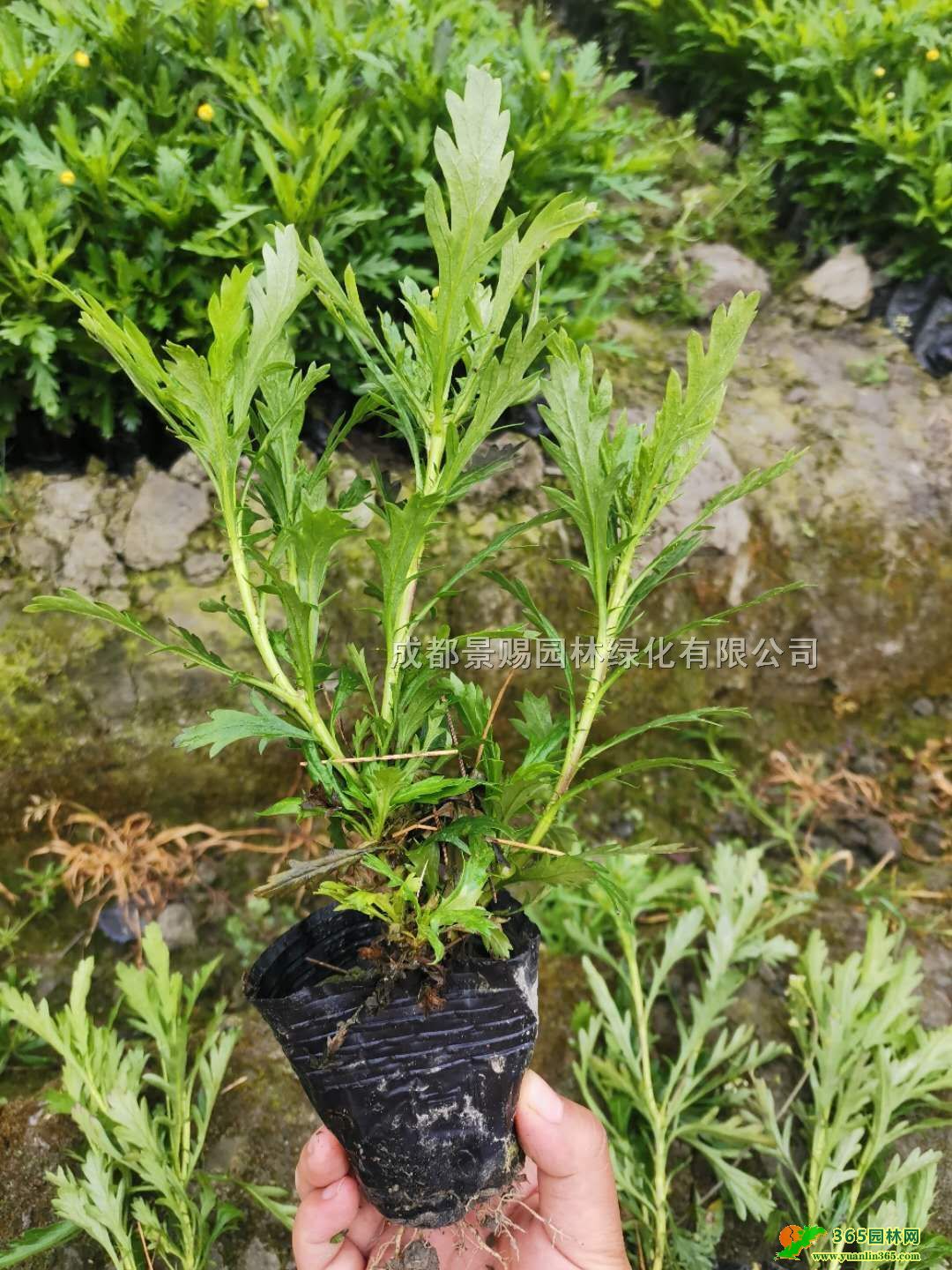 ľջ30ľСl(f)FĴľջ