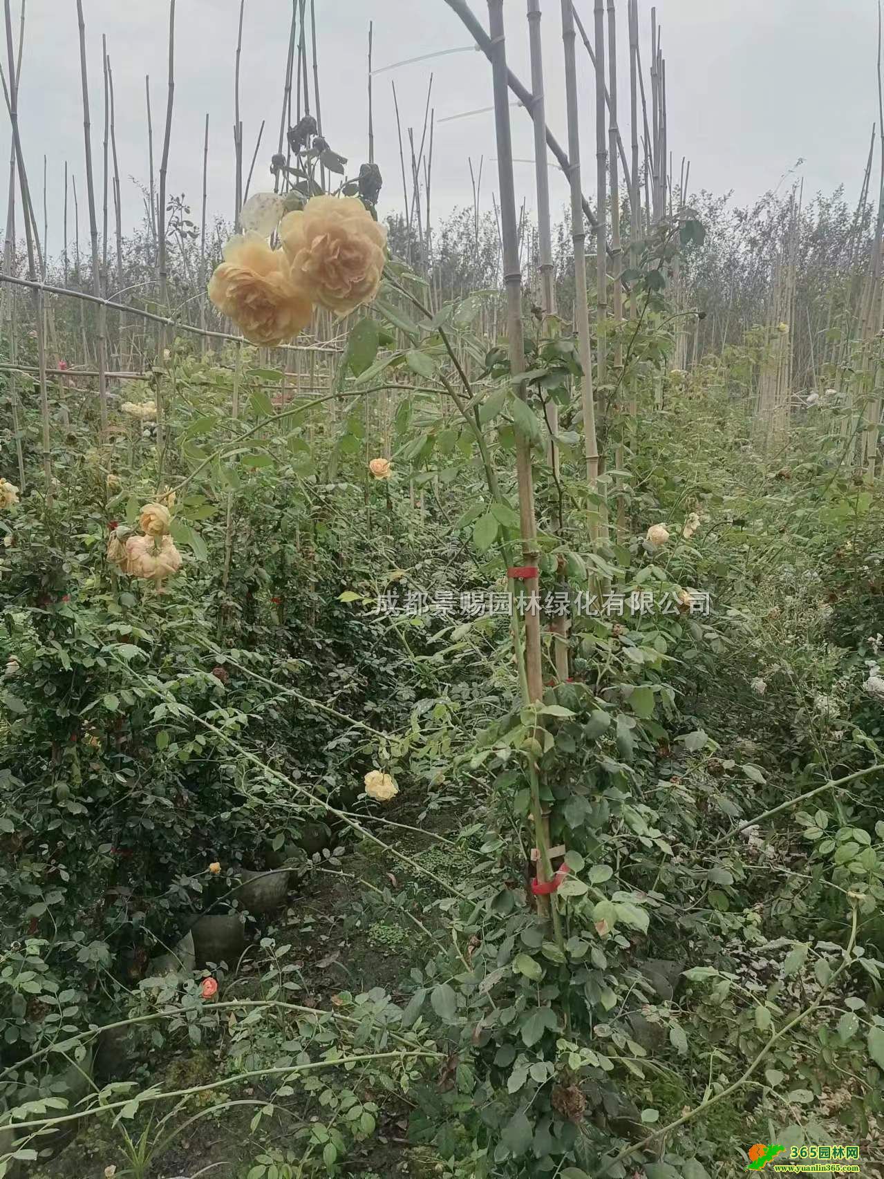 2׸ߚW´硢W´lٱW»ءW¹