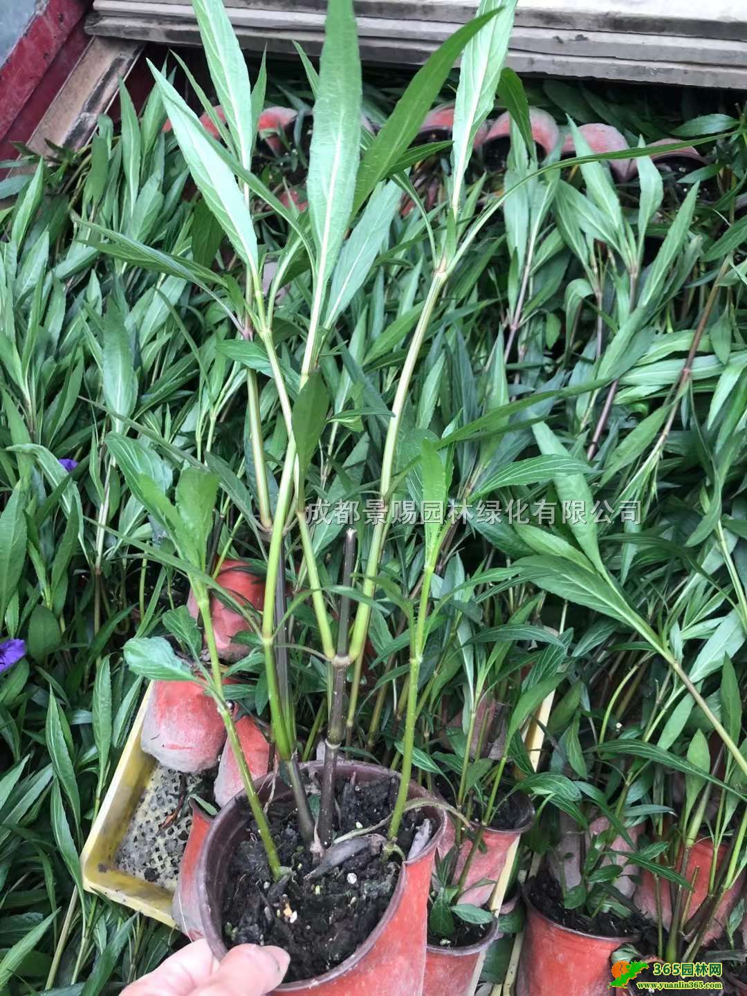 JJСlؑcFĴJ