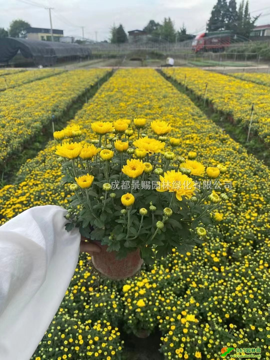 ɶcջءl(f)30߇cմ󱭡ؑcĴcջ