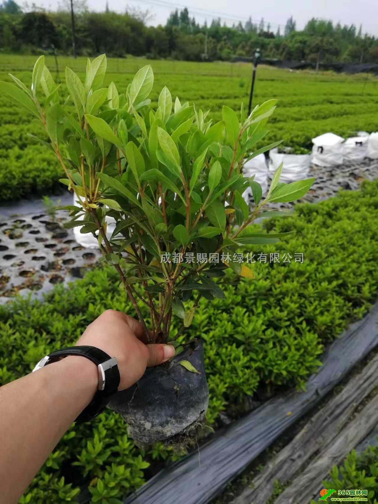 FݡĴëNءl30-40ëN硢硢r