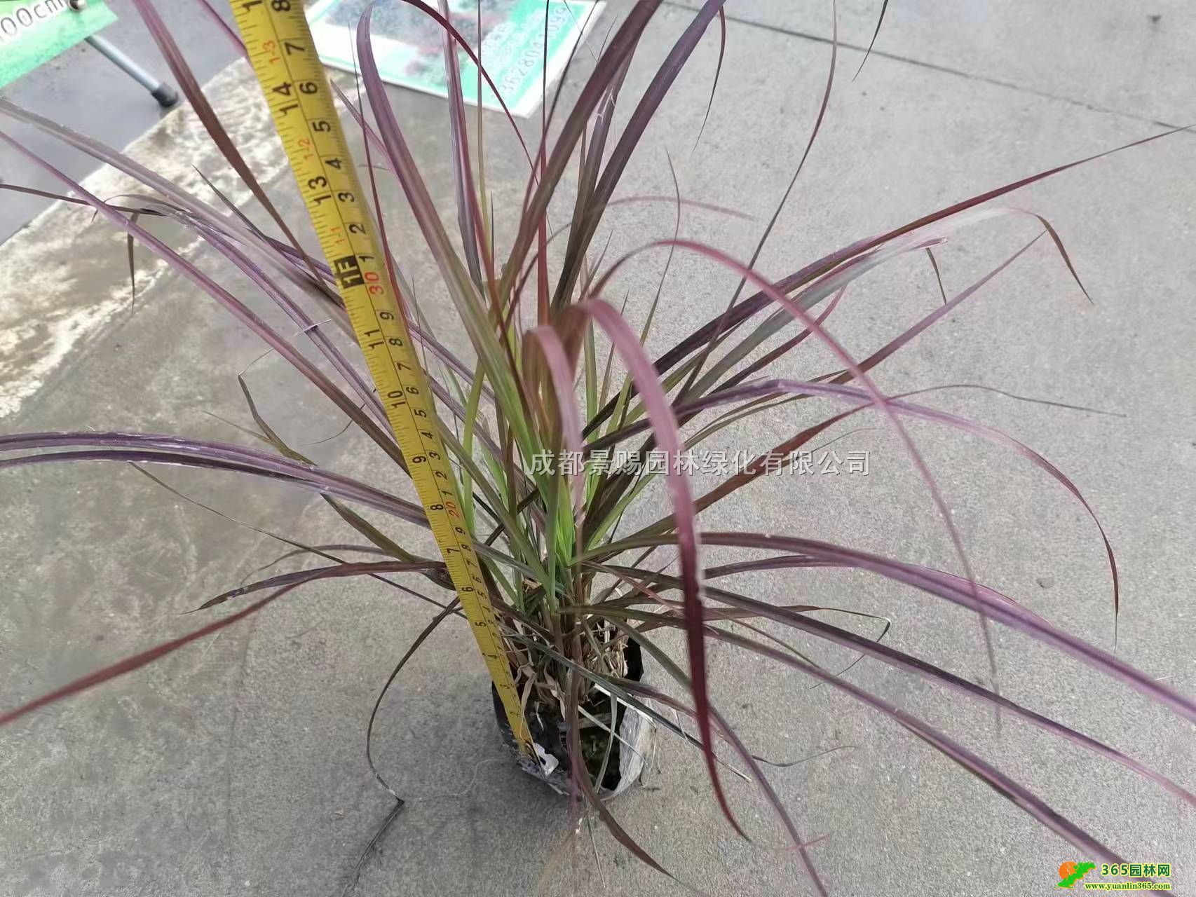 ~βݻl~βݴ40-50~β