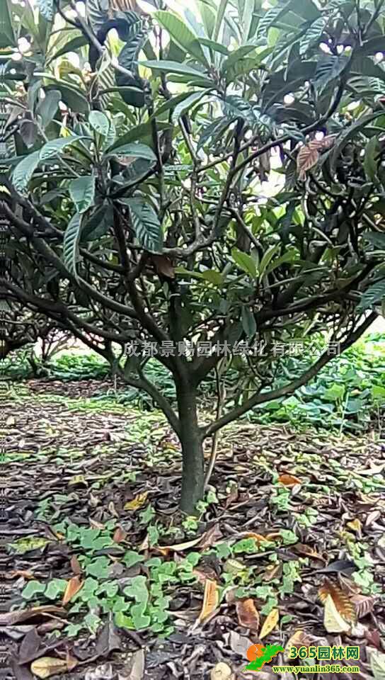 Ĵ˘ءl8-10˘䡢12-15˘