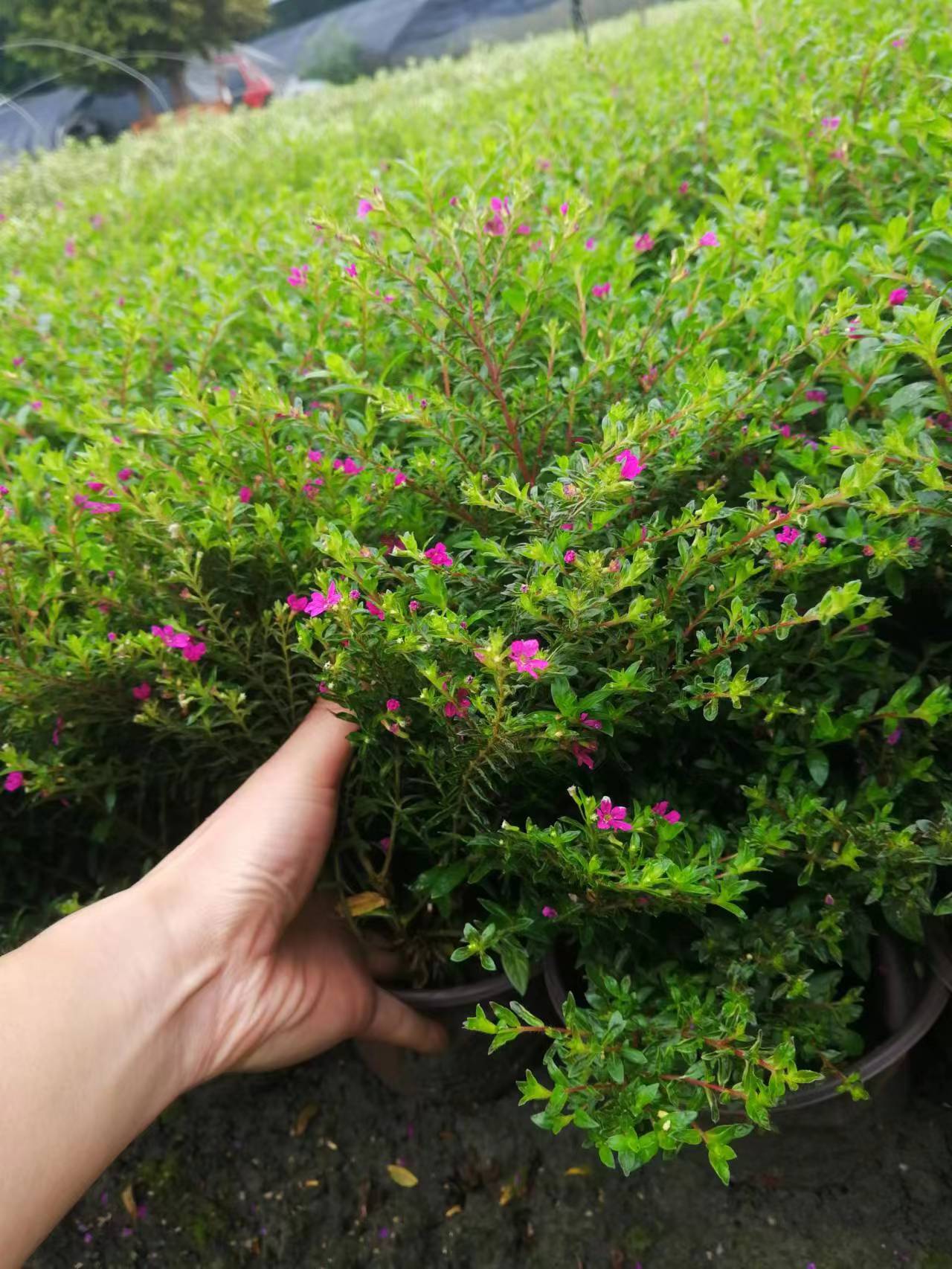 ĴVMǻ۝MǴMpɫ