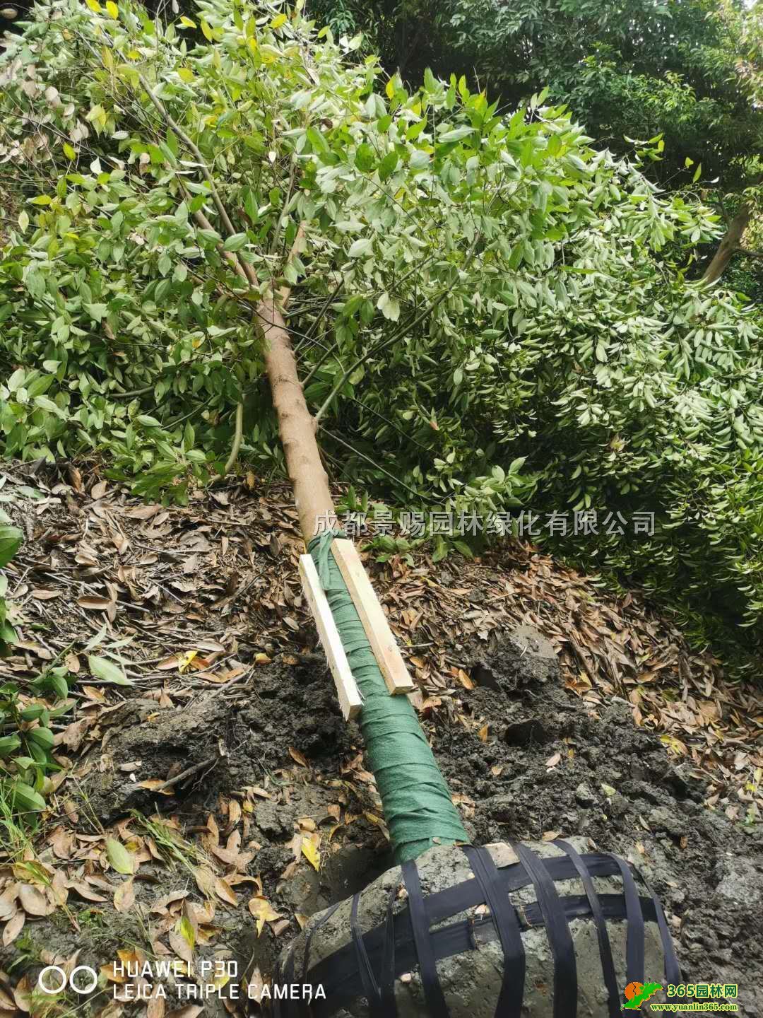 ùֱNl(f)10-12-15ùùGh