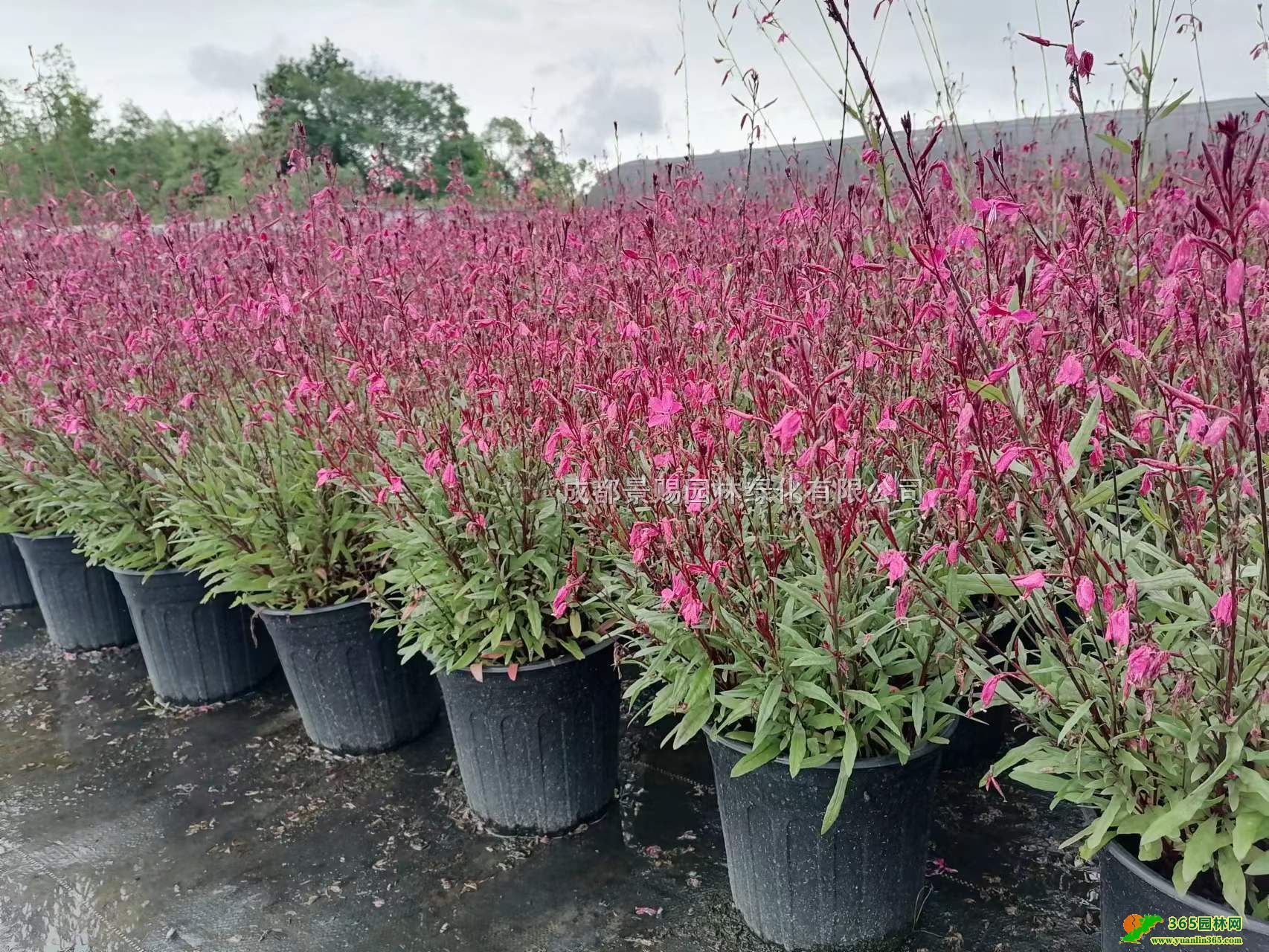 ǧBСƷǧB硢ǧBl(f)