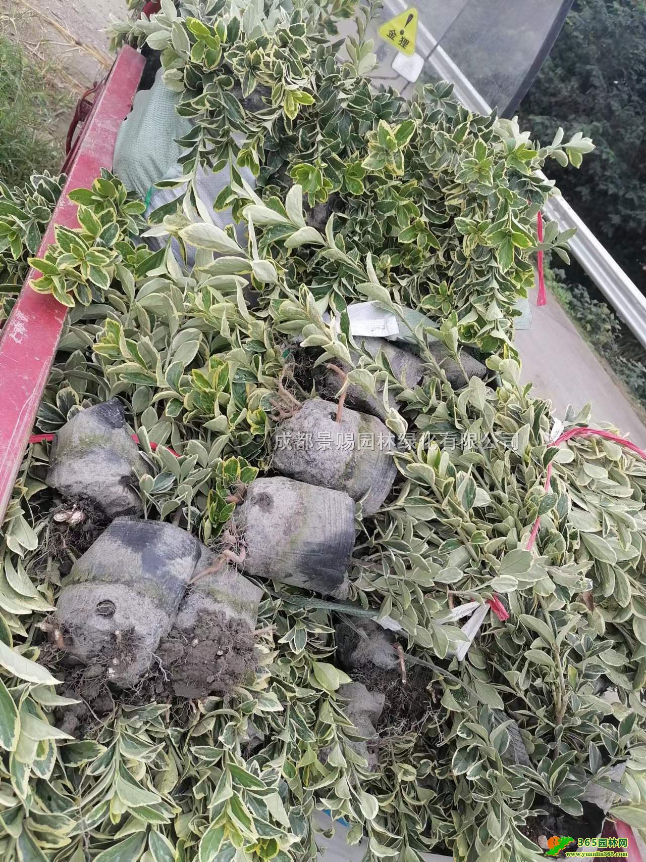 ߅SֱN40-50߽߅SlĴ߅S