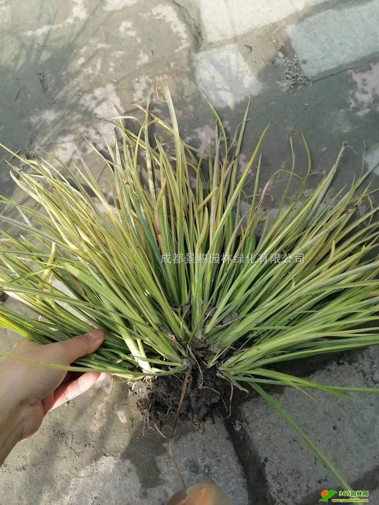 Ĵ~ʯѻء~ʯС25-30ָ