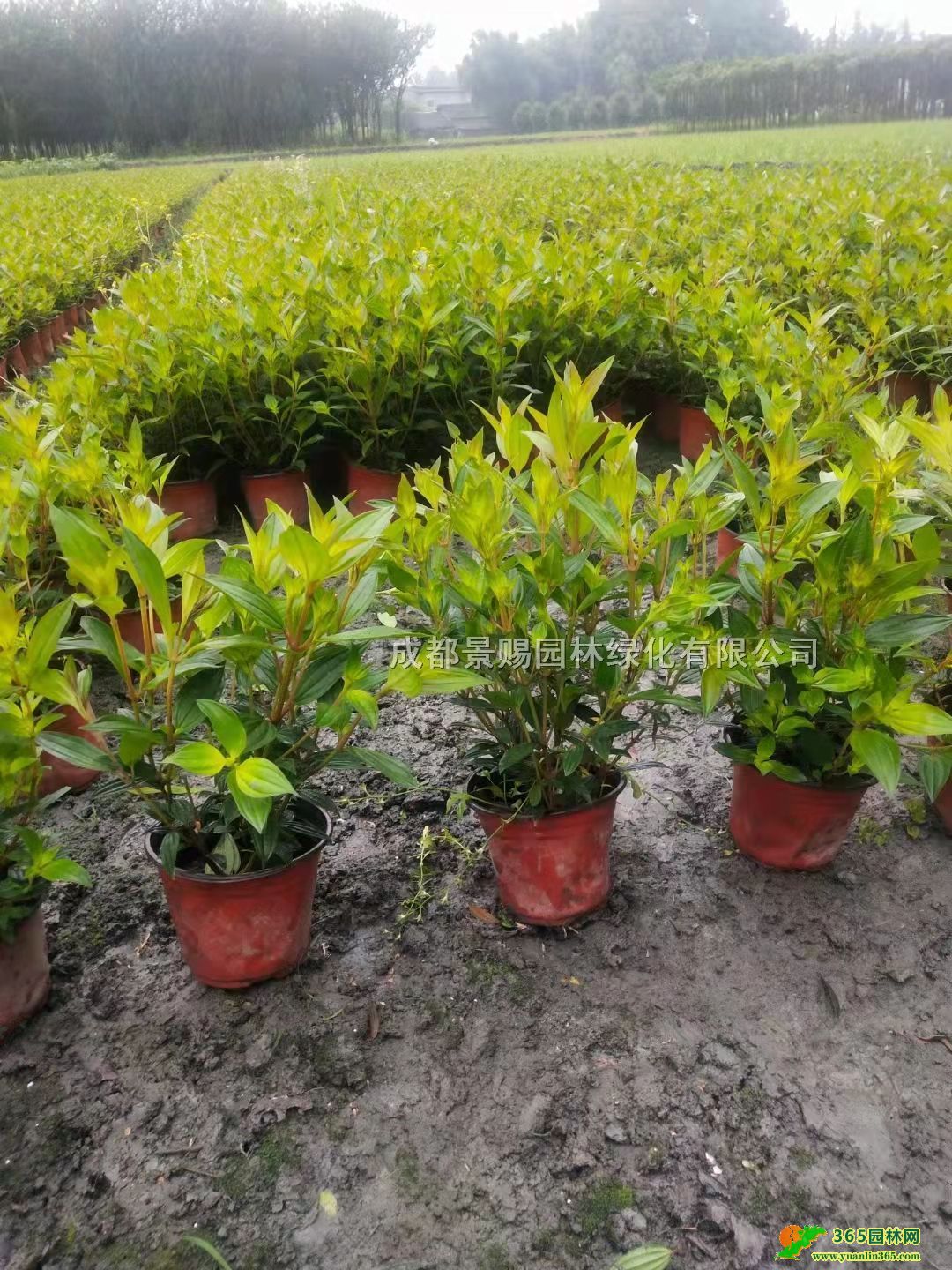 14ĵGСpɫĵlĵ