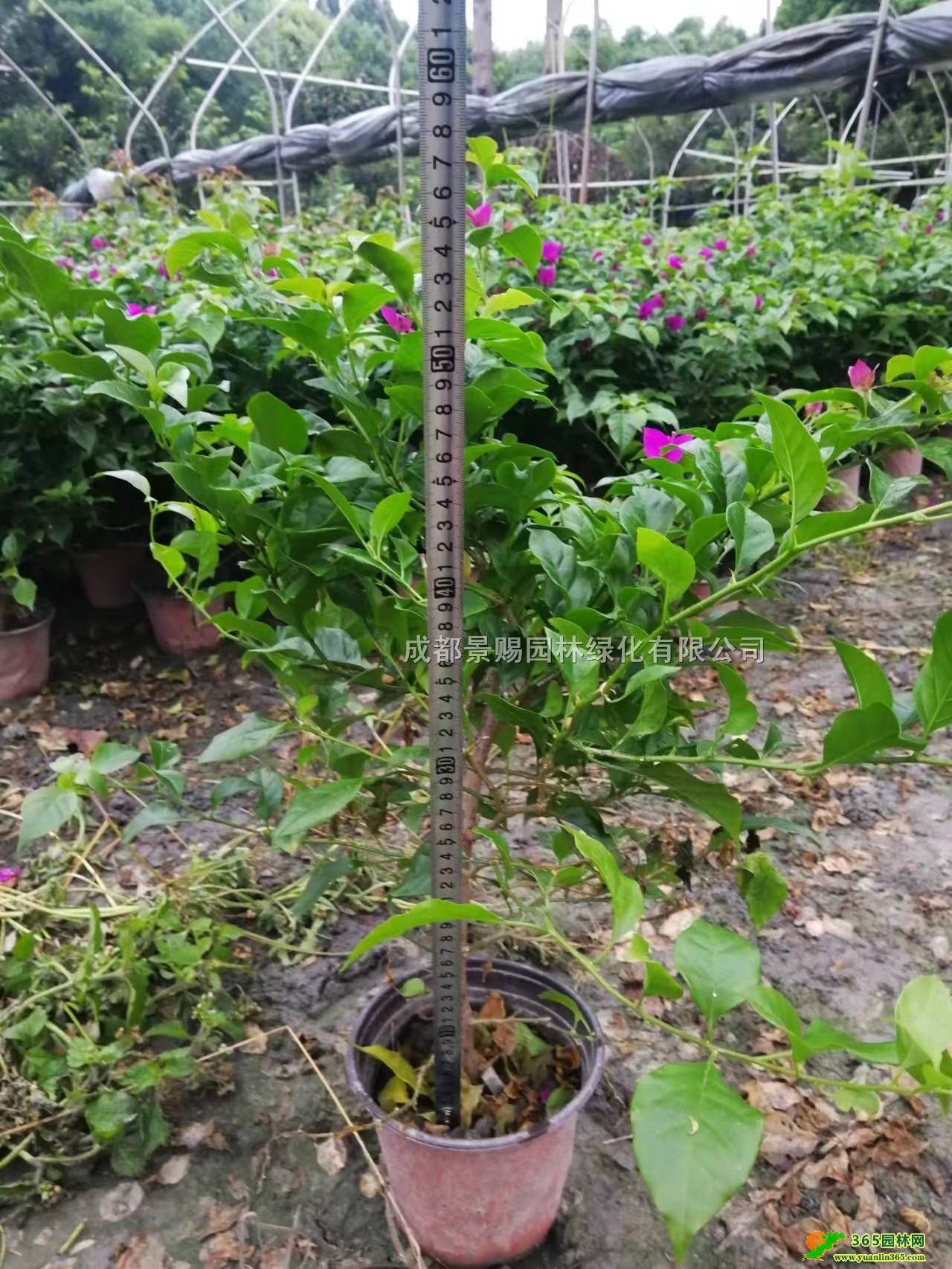 Ĵɶ÷ءl(f)40-50-60÷16