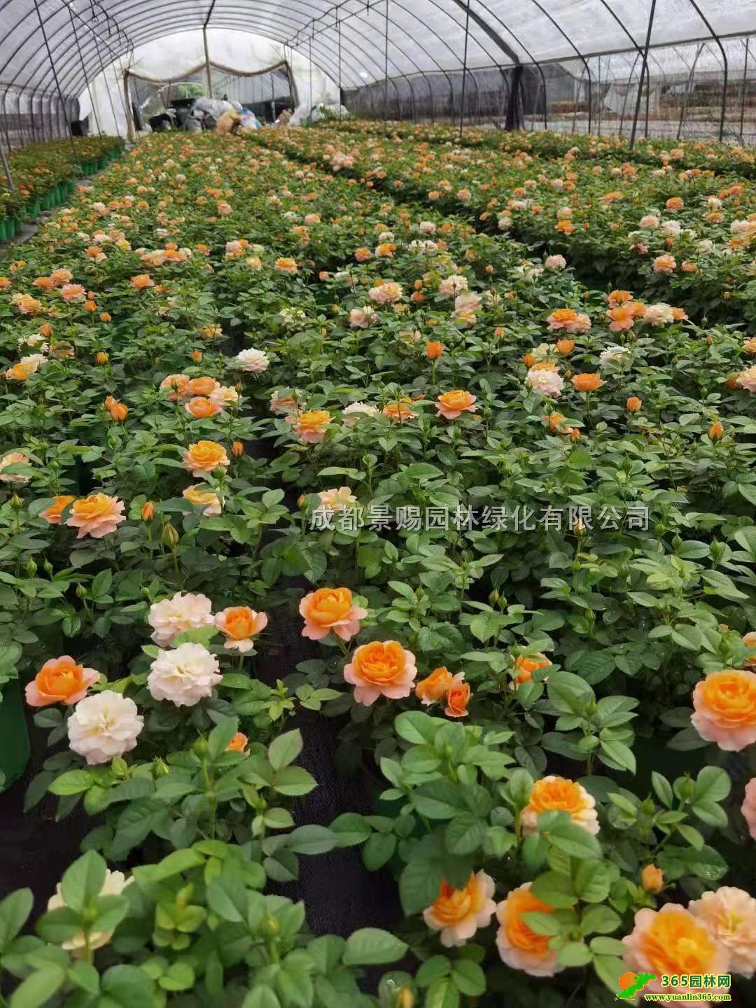 ĴW»ءl(f)W´󱭡W硢ɶ?x)W·Nֲ