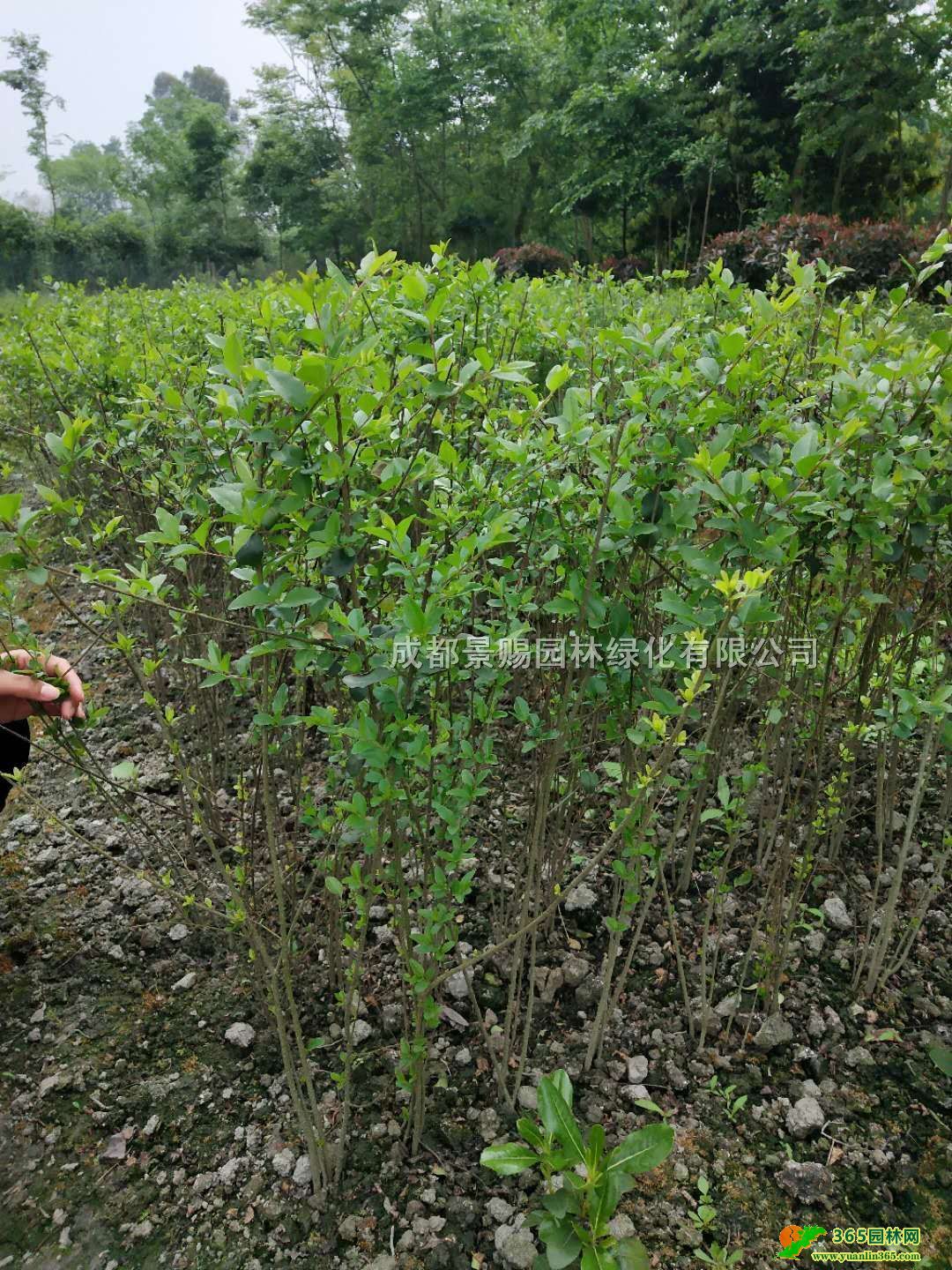 С~ŮؑGhءl1-2-3׸С~ŮؑGh