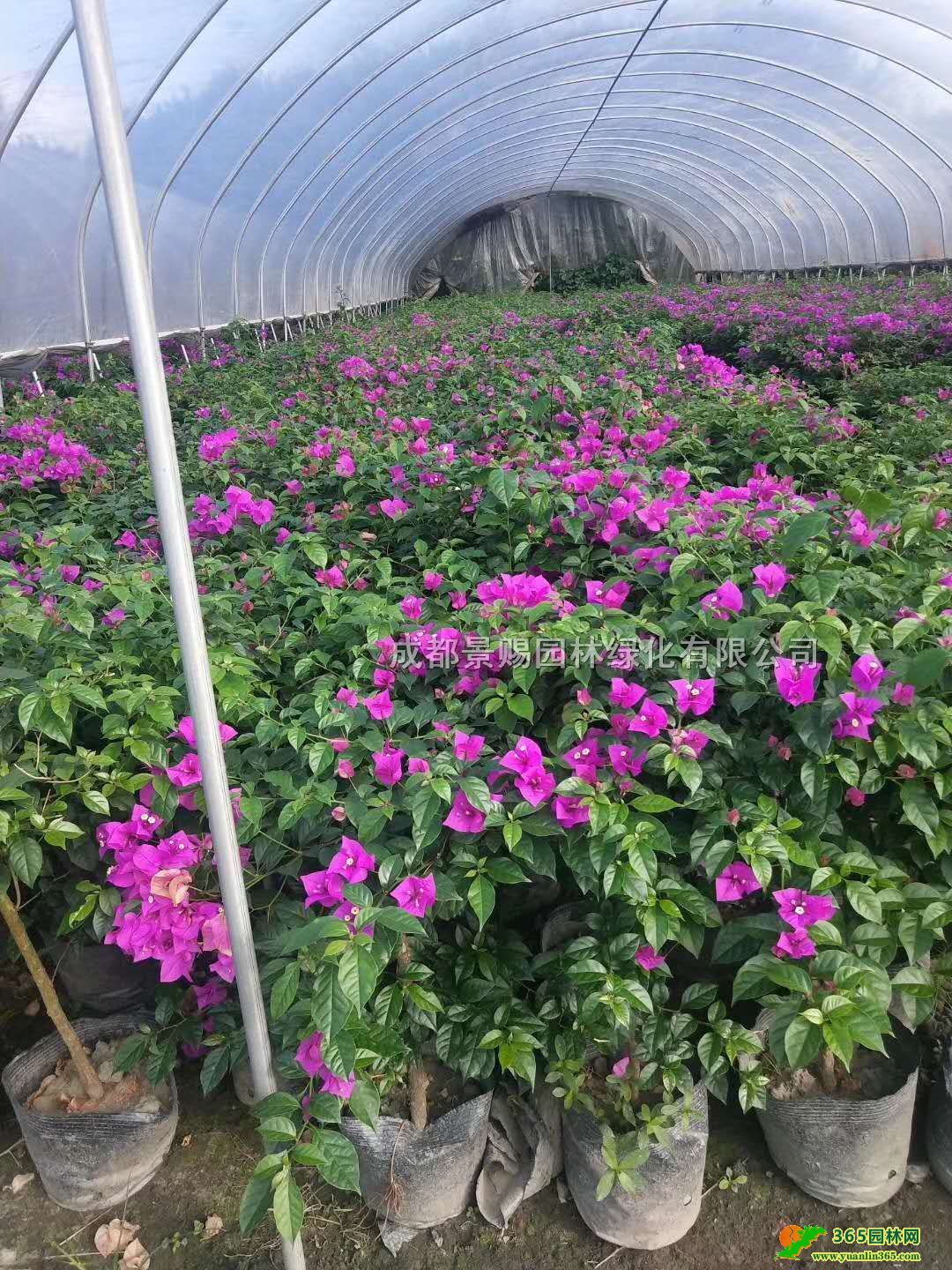 Ĵ÷ء÷l(f)ء50-80÷