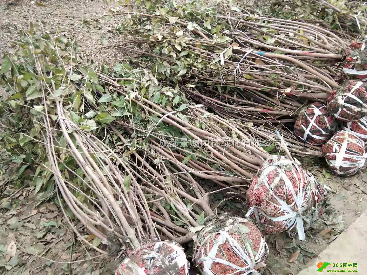 ĴɶD÷ءl(f)2-2.5׸D÷\ӡ3-5