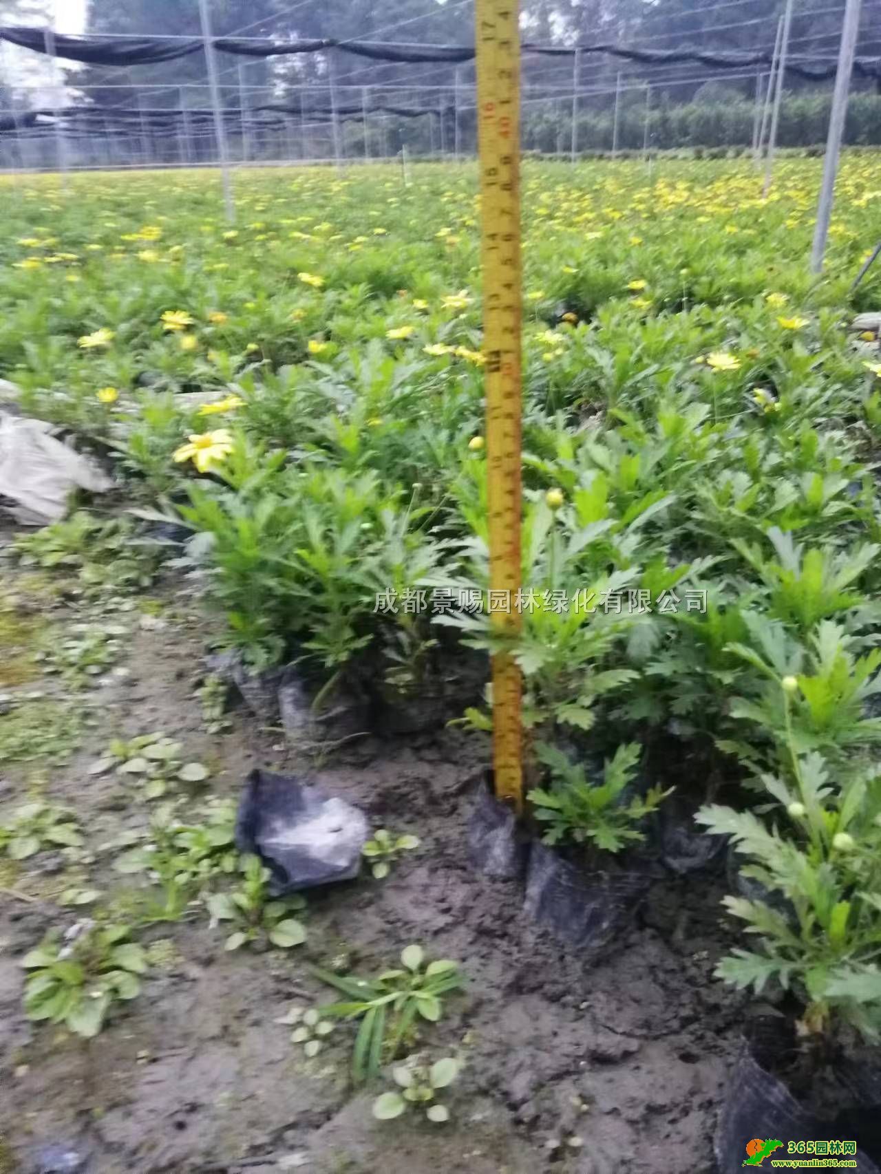 Ĵɶľջl(f)30ľСľմ