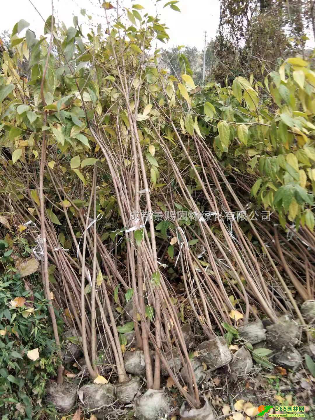 ϡFݡؑcĴD÷Nֲءl(f)2׸߅D÷\