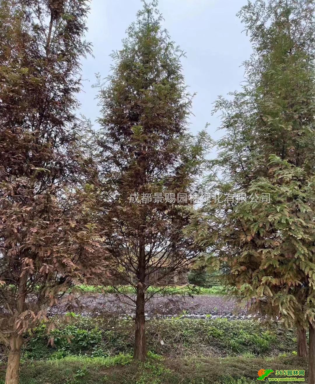 8-12ˮɼ硢Ĵɶˮɼءˮɼlr