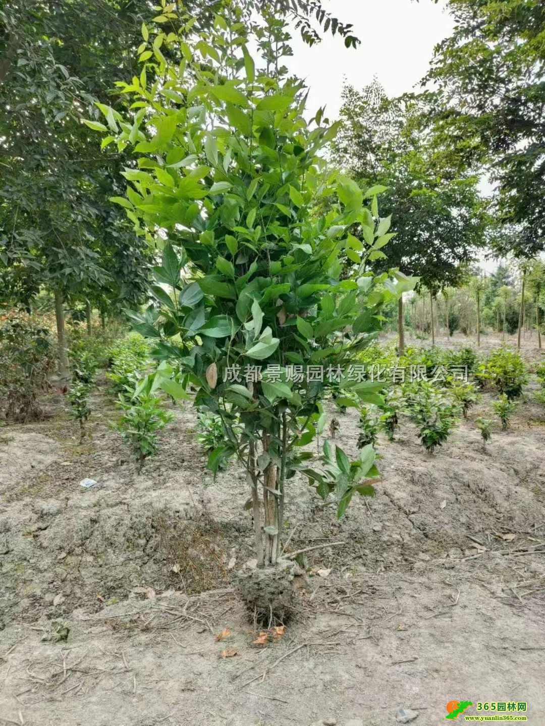 1-1.3ùGhùlءùػ\Ӄr