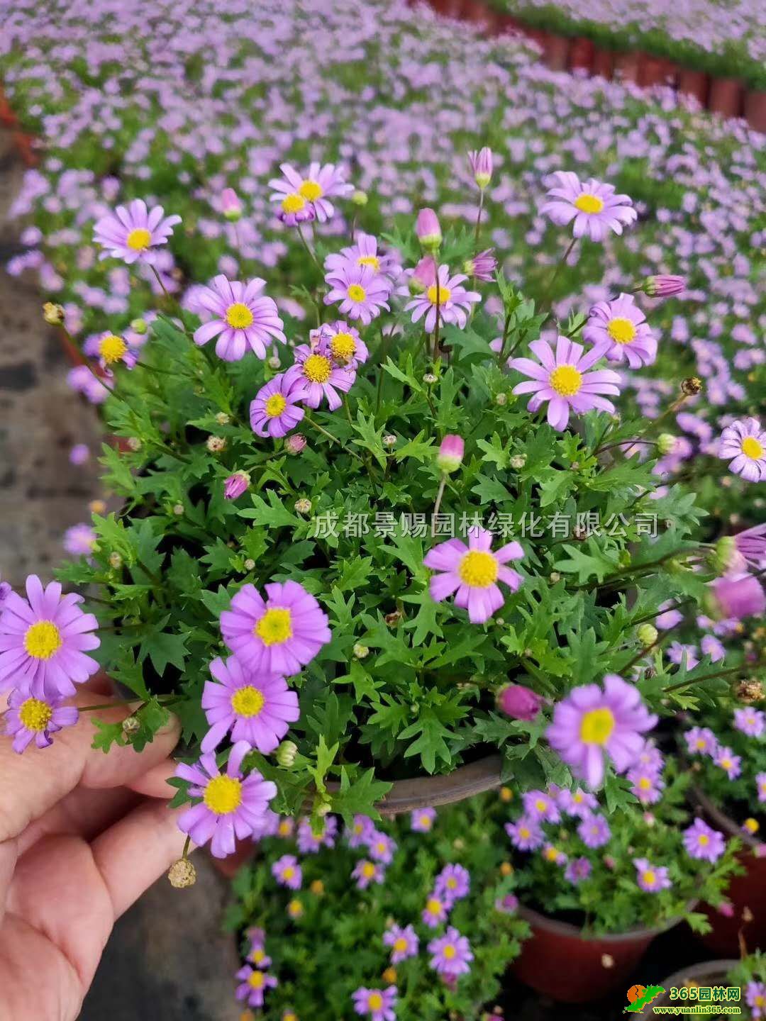 ؑcĴСջءlСpɫСС