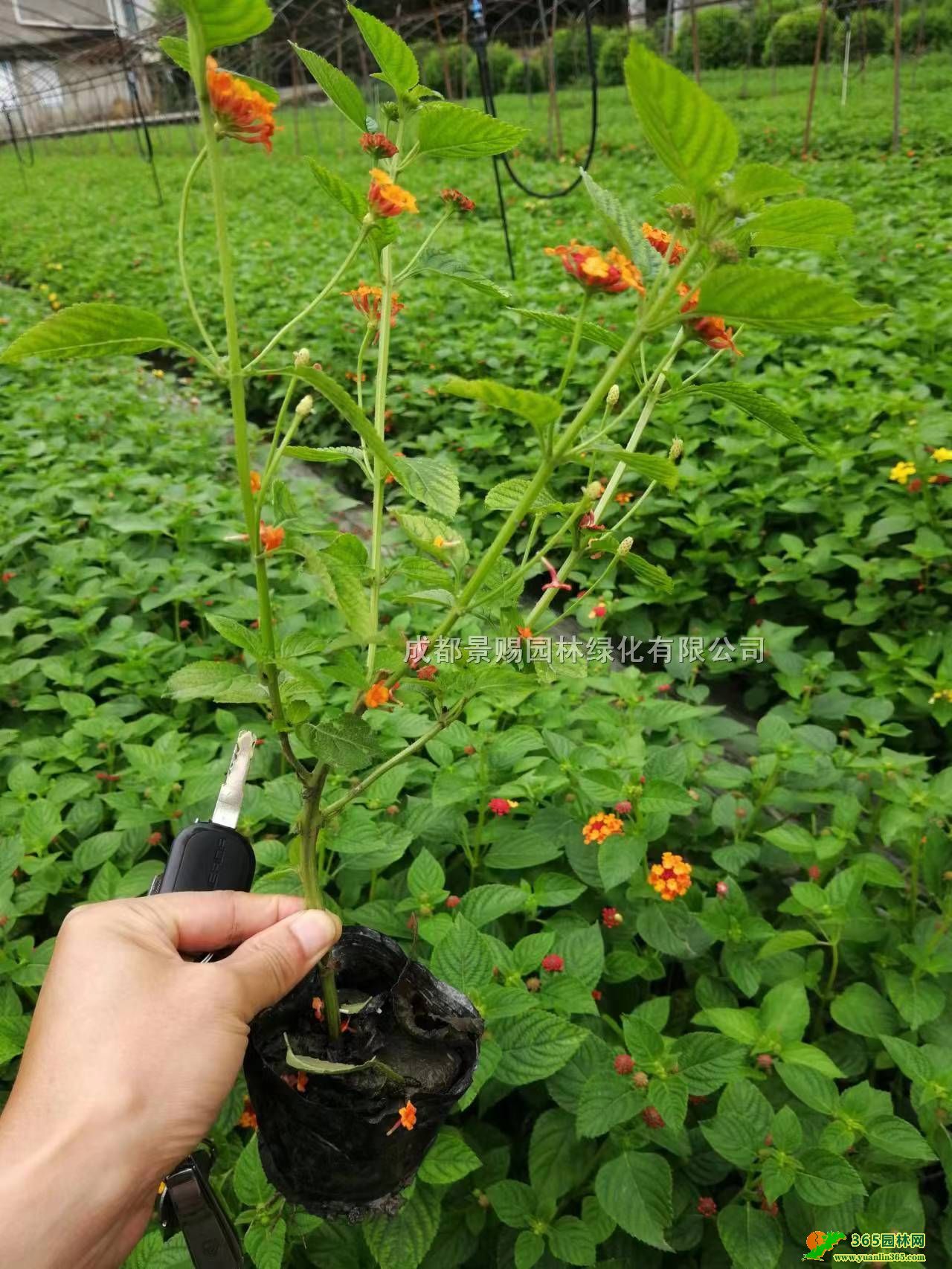 Ĵɫ÷Nֲءlɫ÷硢Сؑcɫ÷