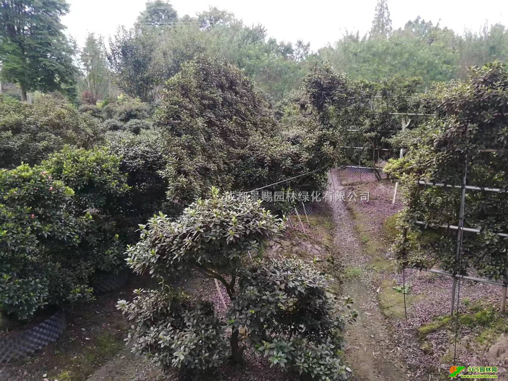 50-80߶N辰l(f)1-1.2׸߶Nl(f)