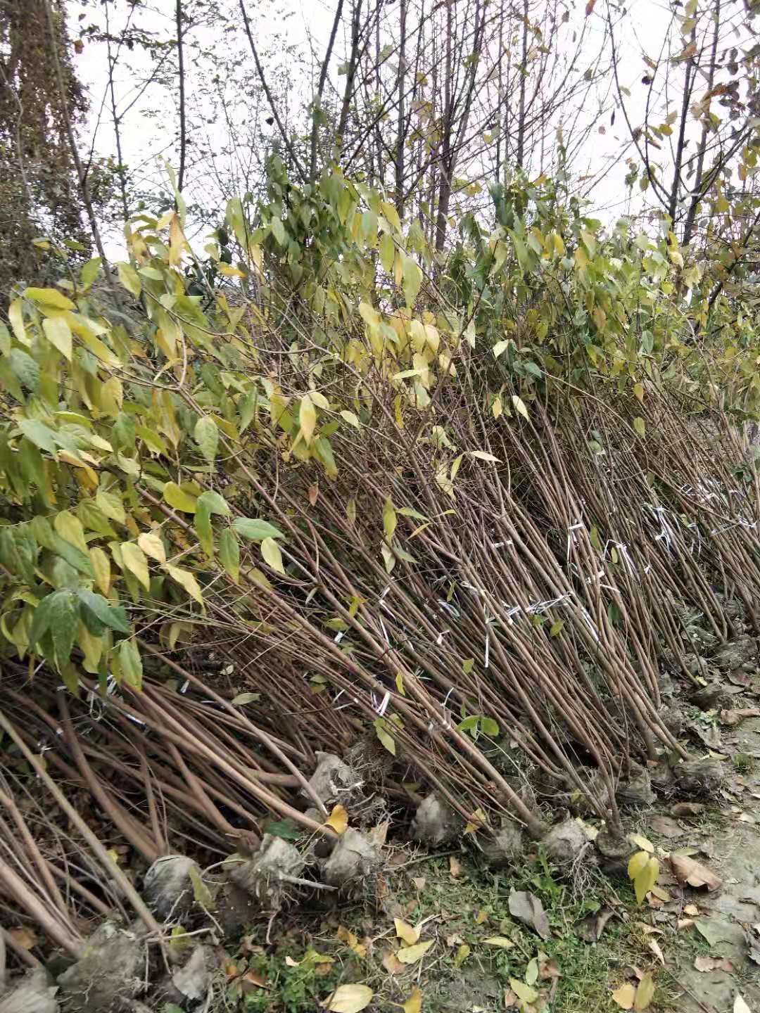 ؑcFݡĴD÷ءl(f)2-3׸D÷\