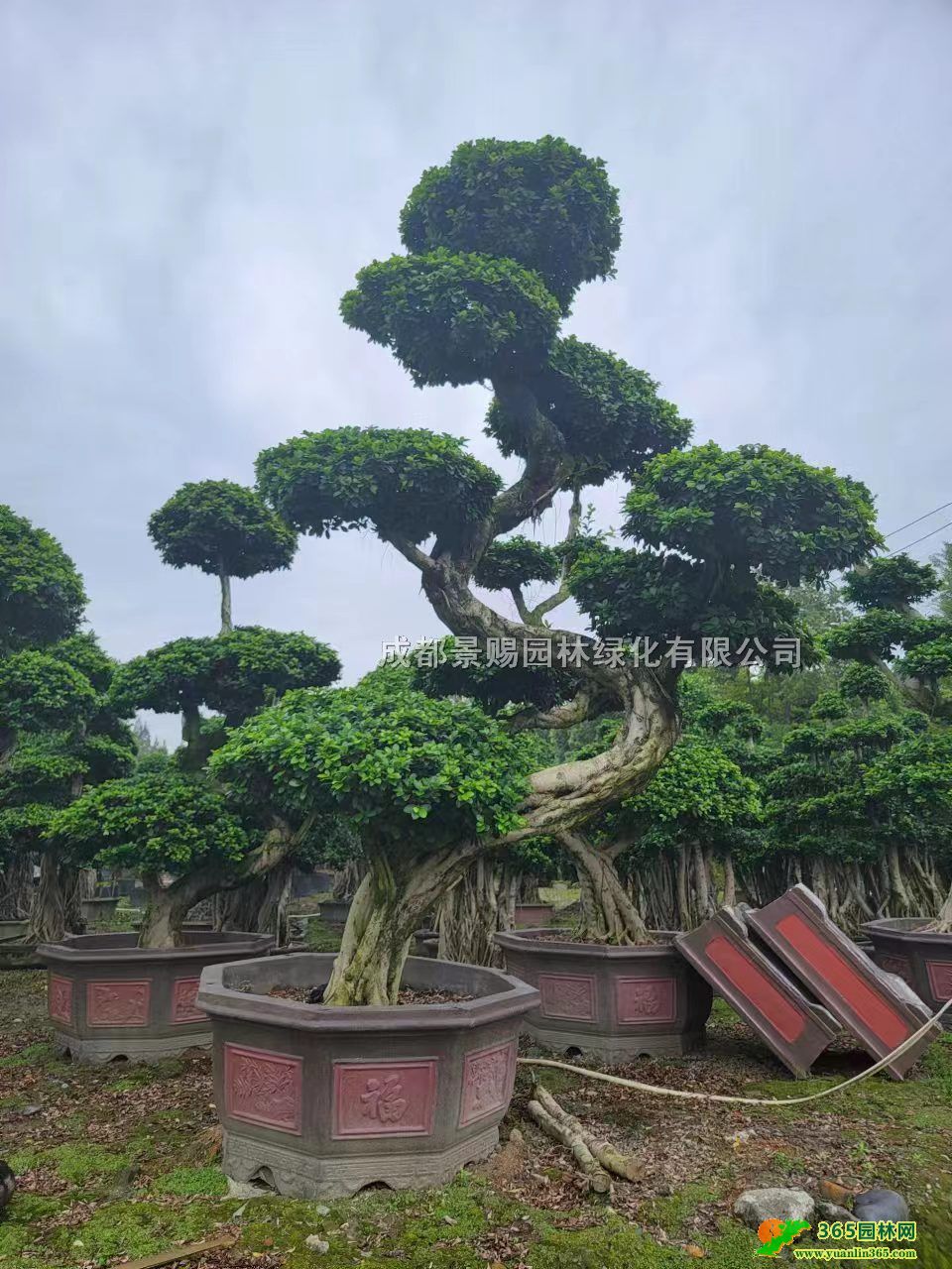 1.5׸С~辰硢ĴС~lС~̓r