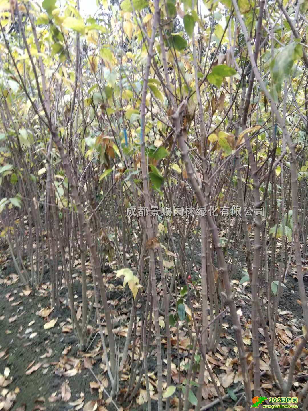 ؑcD÷\ӻءl(f)3-8օD÷ĴD÷l(f)