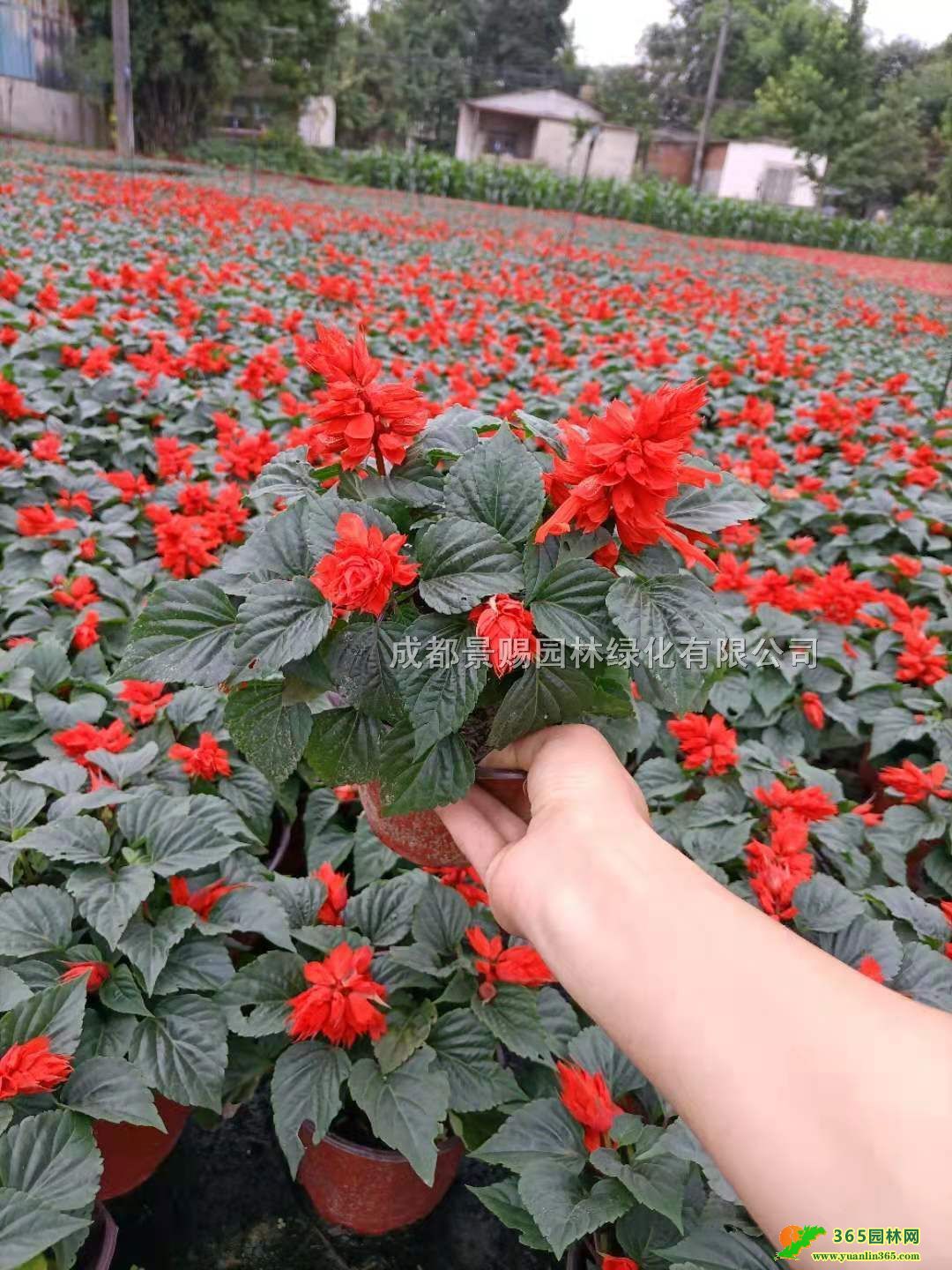 һtpɫlһt󱭻ءһtСr񃞻