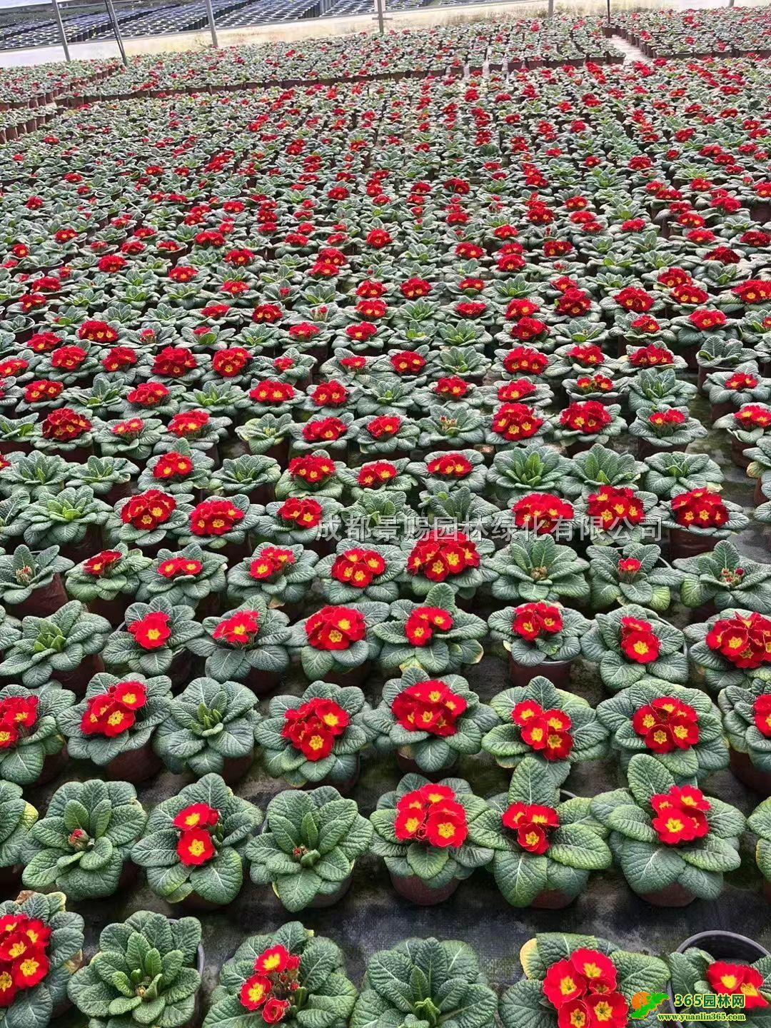 󴺴󱭡С󴺹硢󴺻l󴺃r