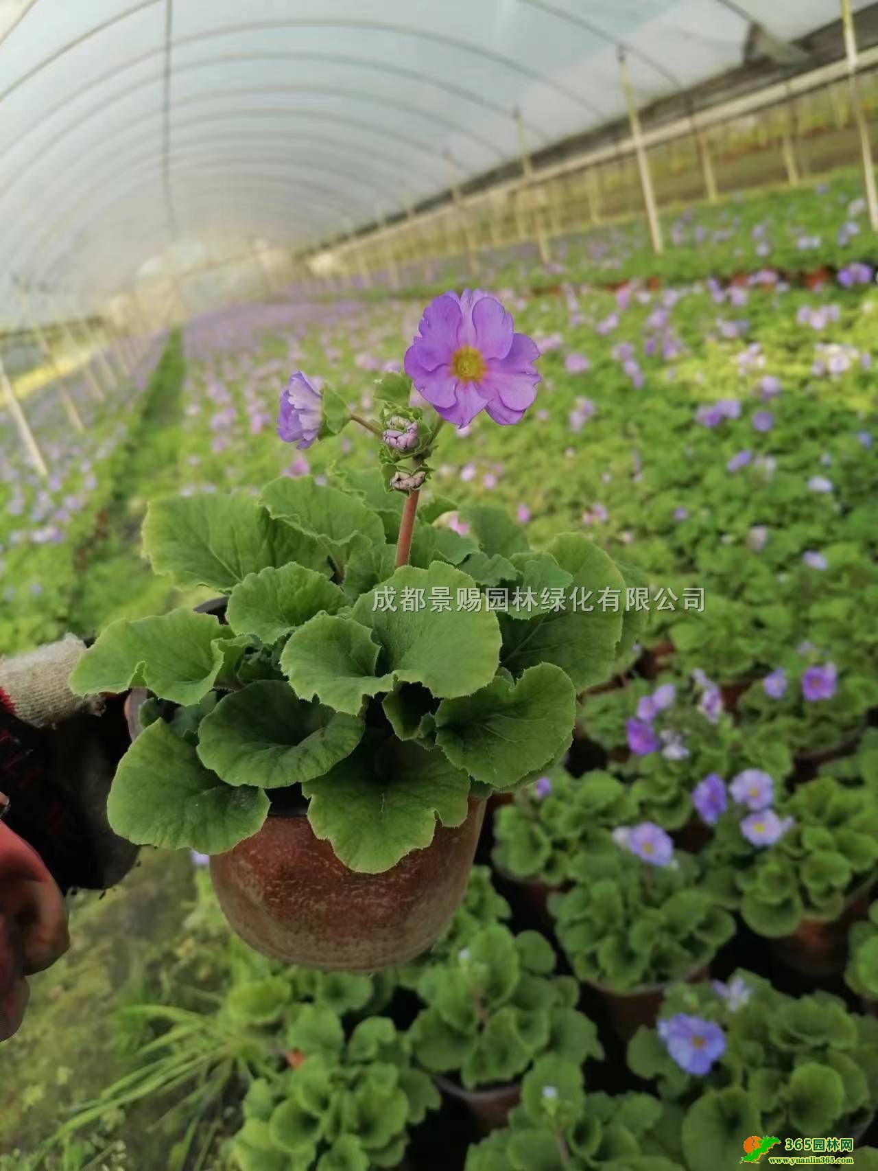 󻨙Ѳpɫ󻨙Ѳݻl󻨙ѲݷNֲ