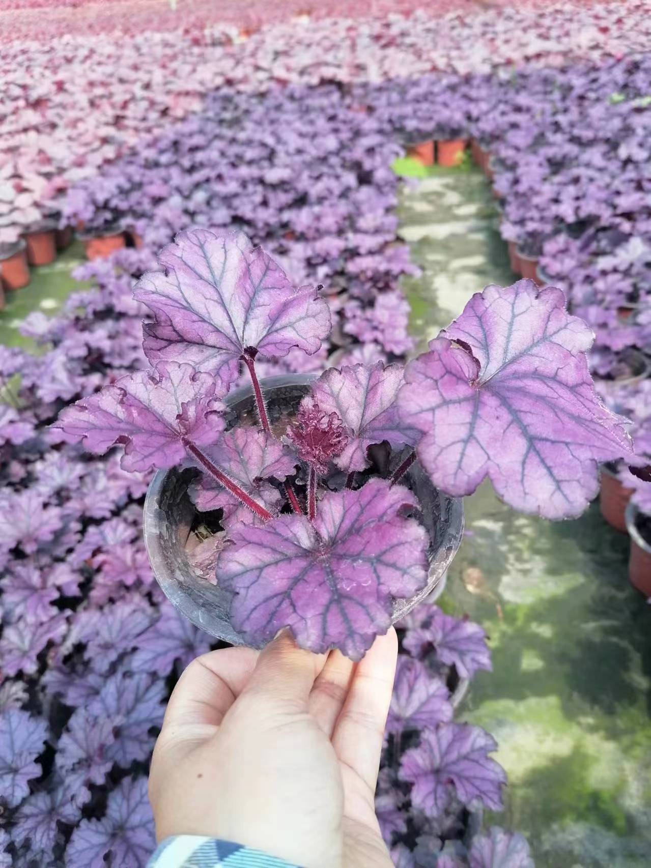 14\硢Ĵɶ\l(f)\ء\r